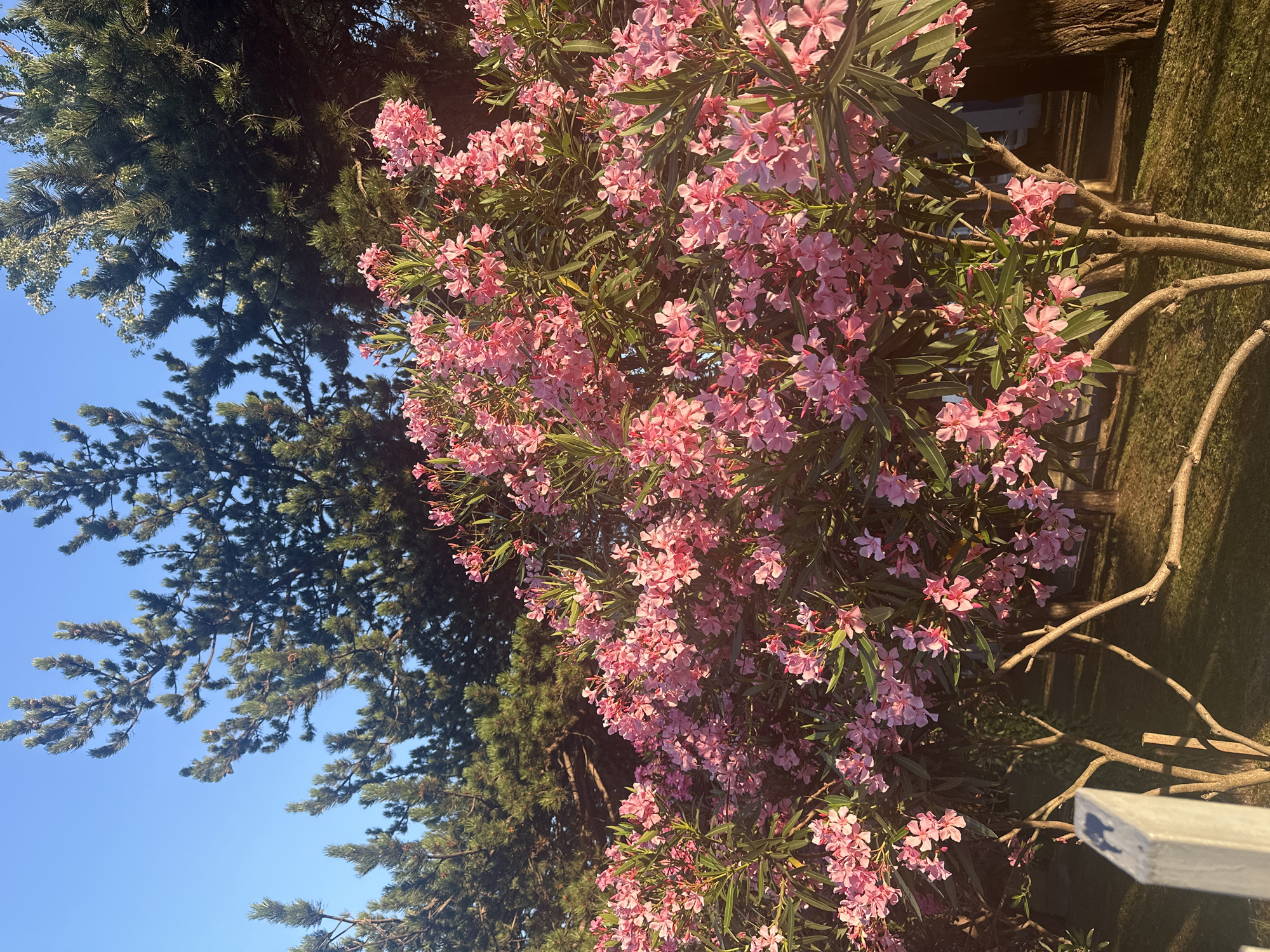 The image depicts a close-up view of a vibrant oleander bush in full bloom, its pink flowers cascading down. Behind the flowering bush, tall pine trees are visible against a clear blue sky. The ground is covered with green grass, and the scene appears to be a park or garden setting. A weathered white wooden post stands in the foreground to the left of the frame. The lighting suggests it is late afternoon or early morning, with the sun casting a warm glow on the foliage. The location is identified as Budva, Montenegro.