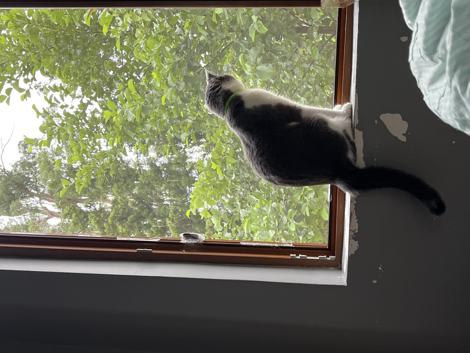 A grey and white cat wearing a green collar sits on a windowsill, looking out at lush green trees. The cat's body is facing to the right, with its head turned slightly to observe the outdoors. The windowsill appears to be made of wood, and the wall below it shows signs of peeling paint. The window frame is also wooden. Outside, dense foliage of various shades of green suggests a natural, possibly wooded, environment. The lighting indicates it may be daytime. The scene is consistent with a domestic setting in a location with abundant greenery, such as the city of Ureki, Georgia, known for its coastal environment and surrounding vegetation.