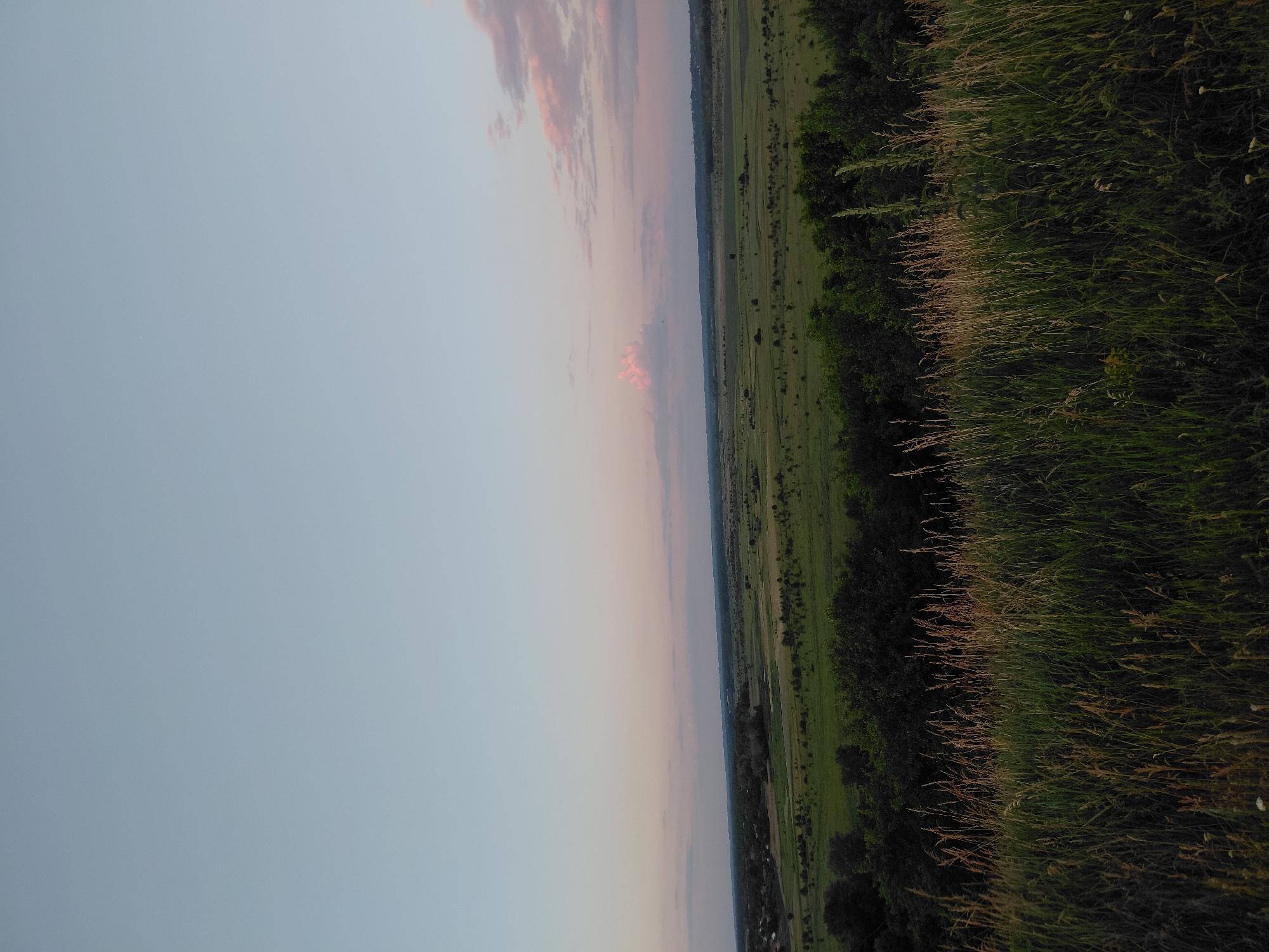 The image shows a vast, open landscape at dusk. The sky is a gradient of pale blue at the top, transitioning to soft pinks and purples near the horizon. A few wispy clouds are visible, tinged with pink. In the foreground, tall, dry grasses are illuminated by the setting sun, casting long shadows. Beyond the grasses, a dark line of trees marks the edge of a hill. The middle ground reveals a wide, green expanse of fields, dotted with small trees and some scattered structures. In the distance, the landscape fades into a hazy horizon. The overall impression is one of peacefulness and natural beauty.