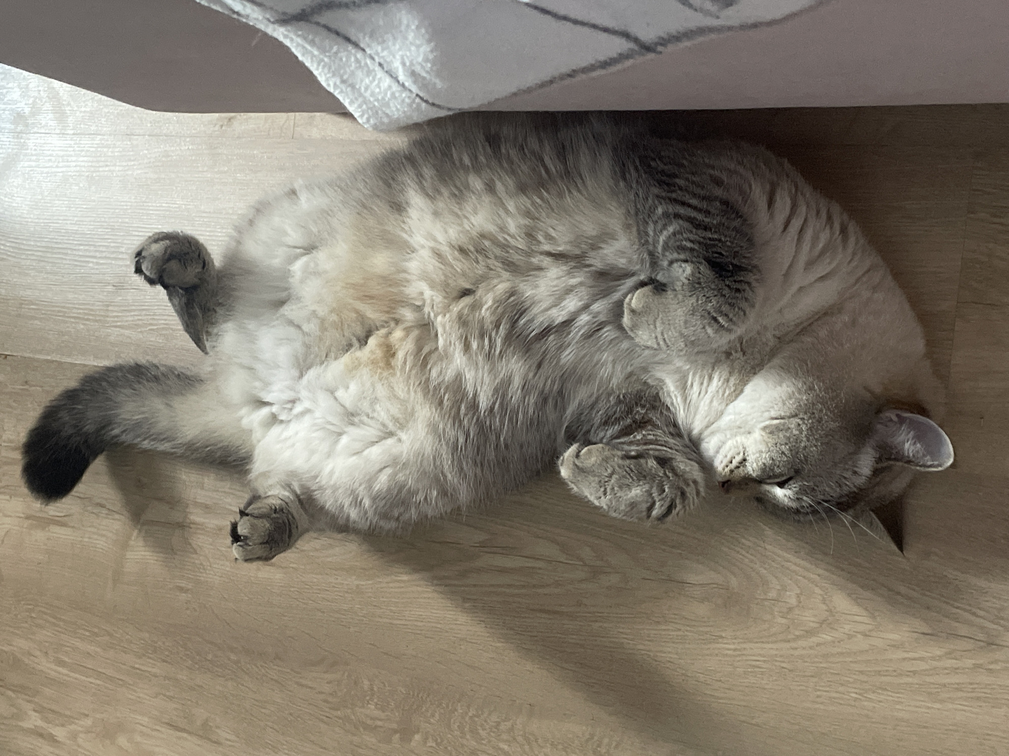 A grey and white cat is depicted sleeping peacefully on its back on a light wooden floor. The cat, appearing to be a British Shorthair or a similar breed, has thick, plush fur with lighter tones on its belly and darker, striped markings on its back, head, and tail. Its belly is exposed, and its four paws are curled inwards. The cat's head is tilted to the right, with its eyes closed in slumber and whiskers gently resting on the floor. Part of its right ear is visible, showing soft grey fur inside.
In the upper left portion of the frame, a textured, light-colored fabric, possibly a blanket or rug with subtle striped patterns, is visible, partially covering an unseen object or furniture edge. This suggests the cat is sleeping near or under a piece of furniture. Natural light from an unseen source illuminates the scene, creating soft shadows on the wooden floor around the cat, indicating it is daytime. The overall impression is one of deep relaxation and comfort. There is no visible text in the image.
