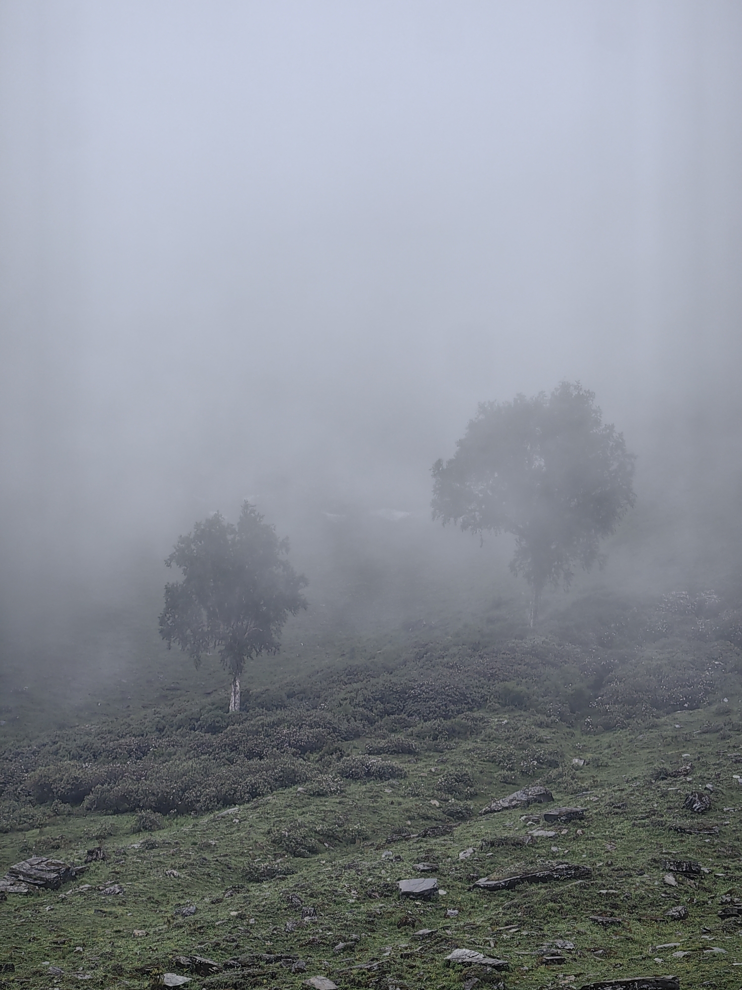 This is a medium shot, eye-level, horizontal, outdoor photograph of a misty mountain landscape in Dhundi, India. The scene is dominated by heavy fog, which obscures much of the background and creates a soft, ethereal atmosphere. In the foreground and midground, a rolling, grassy slope is dotted with rocks and low-lying shrubs. Two trees are visible: one on the left, appearing smaller and more distant, and another on the right, larger and more prominent. Both trees are silhouetted against the mist and their branches are blurred by the fog. The grass is a muted green, with variations in texture and color due to the lighting and the presence of rocks and vegetation. The overall impression is one of a serene and wild natural environment. There are no people or animals visible in the image.