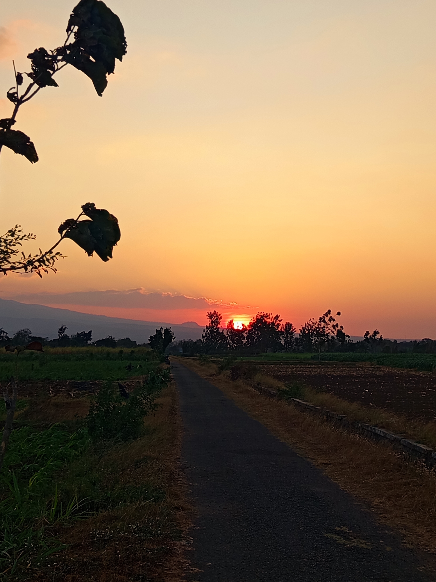 The image depicts a sunset scene in Ngablak, Indonesia. The sun is low on the horizon, casting an orange and yellow glow across the sky. In the foreground, a dark asphalt road stretches into the distance, flanked by fields. The field on the left appears green and lush, while the field on the right is dry and brown, possibly indicating recently plowed earth. Silhouetted trees are visible in the middle ground, with a faint mountain range in the background. A branch with dark, tattered leaves is prominent in the upper left quadrant of the image, silhouetted against the sky. The overall impression is one of a rural landscape at dusk.