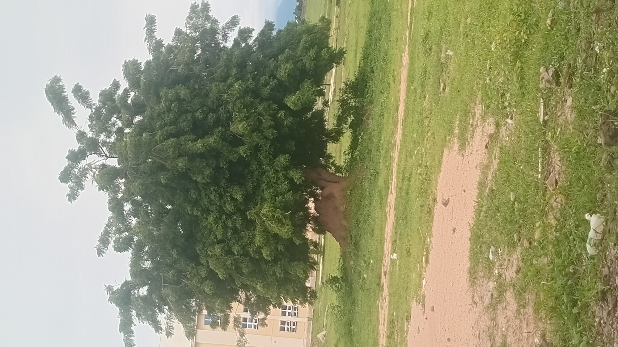 The image depicts an outdoor scene in Jalingo, Nigeria, dominated by a large, mature tree with dense green foliage. The tree's trunk is thick and gnarled, suggesting its age. The branches are spread wide, some appearing windblown and reaching upwards.
The setting appears to be a grassy area with a dirt path running alongside it. The grass is a vibrant green, with patches of dry earth and some scattered debris, including a plastic bottle on the right side of the image. In the background, a modern building with multiple windows is partially visible to the left, suggesting an urban or semi-urban environment. The sky is overcast and a pale gray, indicating a cloudy or misty day. The overall impression is one of a natural landscape integrated with human-made structures. No people are visible in the frame. There is no discernible text in the image.