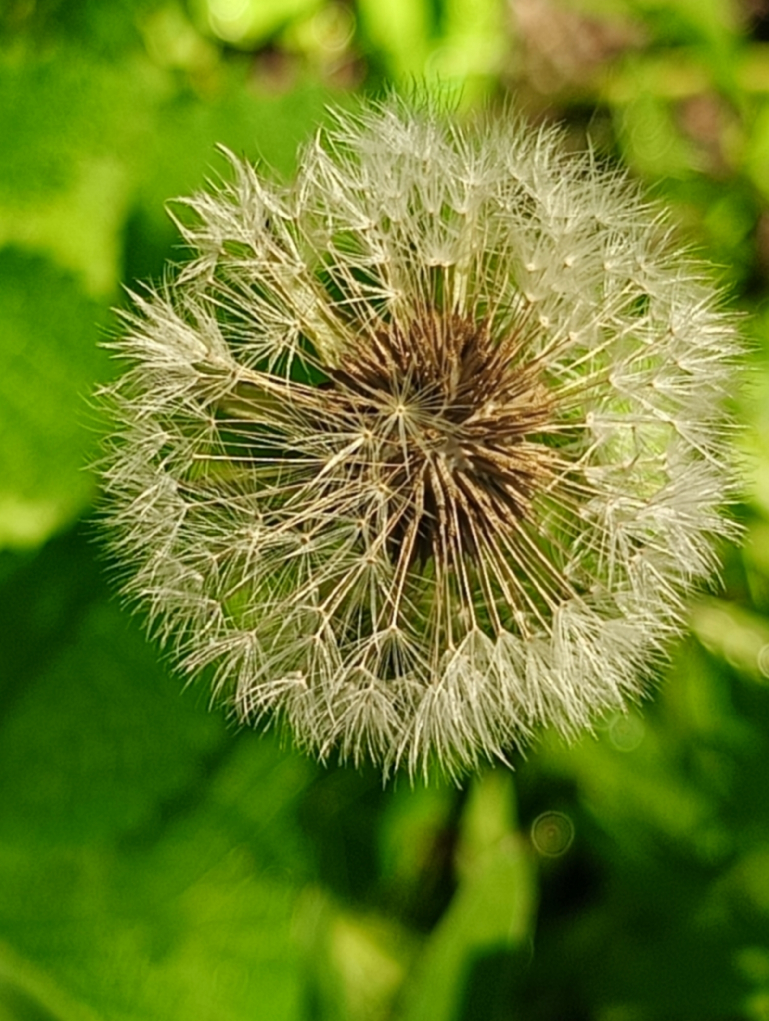 A close-up, high-angle shot shows a mature dandelion seed head, also known as a blowball, against a blurred green background. The seed head is spherical and composed of numerous feathery white pappi, each attached to a seed. The central core of the seed head is visible, appearing as a cluster of brown remnants from the original flower. The background consists of out-of-focus green foliage, suggesting an outdoor natural setting. There is no indication of the city of Biliaivka, Ukraine in the image.