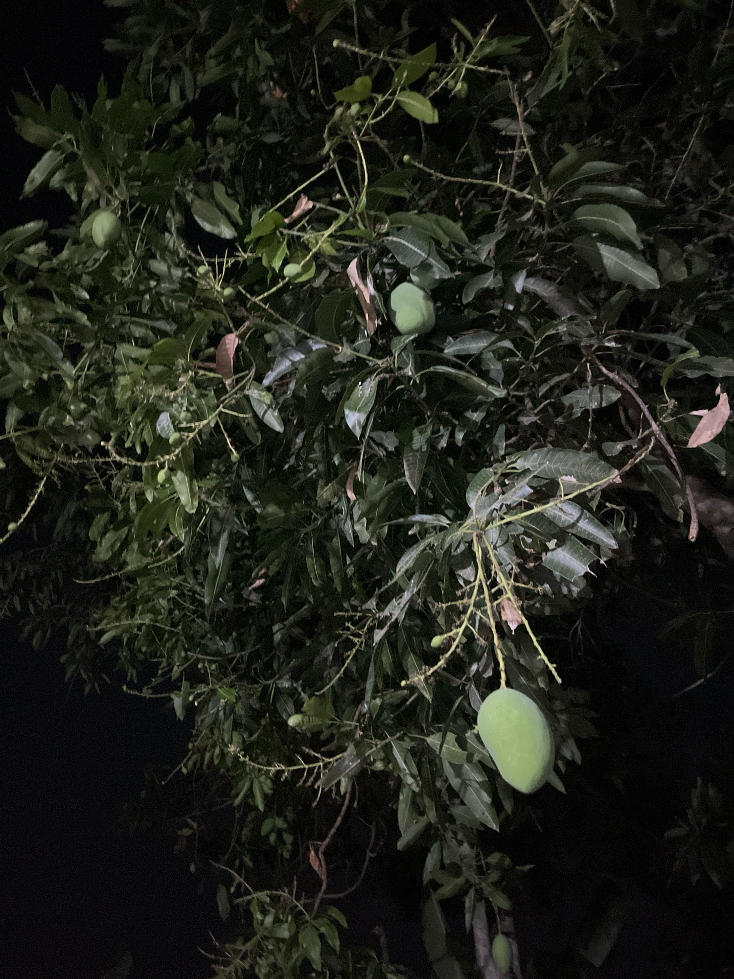 The image shows a close-up view of a mango tree at night, with a few green mangoes visible. The tree is dense with leaves and branches, and the lighting suggests it is outdoors. There are no people or animals in the frame. The background is dark, indicating nighttime. The image does not contain any specific landmarks or clues to determine the exact location within Wonokerto, Indonesia.