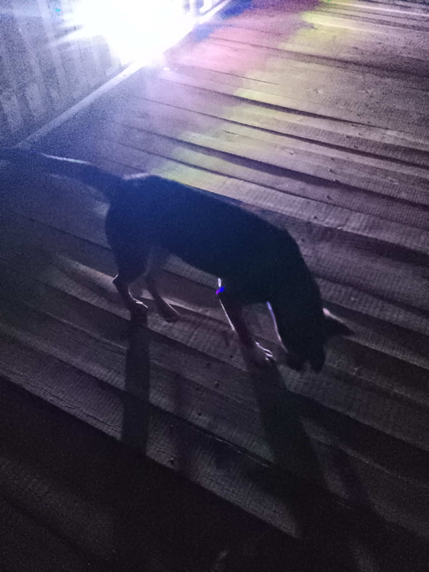 A dark-colored dog, possibly a mixed breed, is walking on a wooden surface, which appears to be a deck or boardwalk. The dog is angled away from the camera, with its head down as if sniffing the ground. A bright light source, casting strong shadows, is visible in the upper left portion of the image, illuminating the scene with purple and white hues. The wooden planks are oriented diagonally from the upper left to the lower right of the frame. The background is dark and indistinct. The location is identified as being in the city of Provadia, Bulgaria.