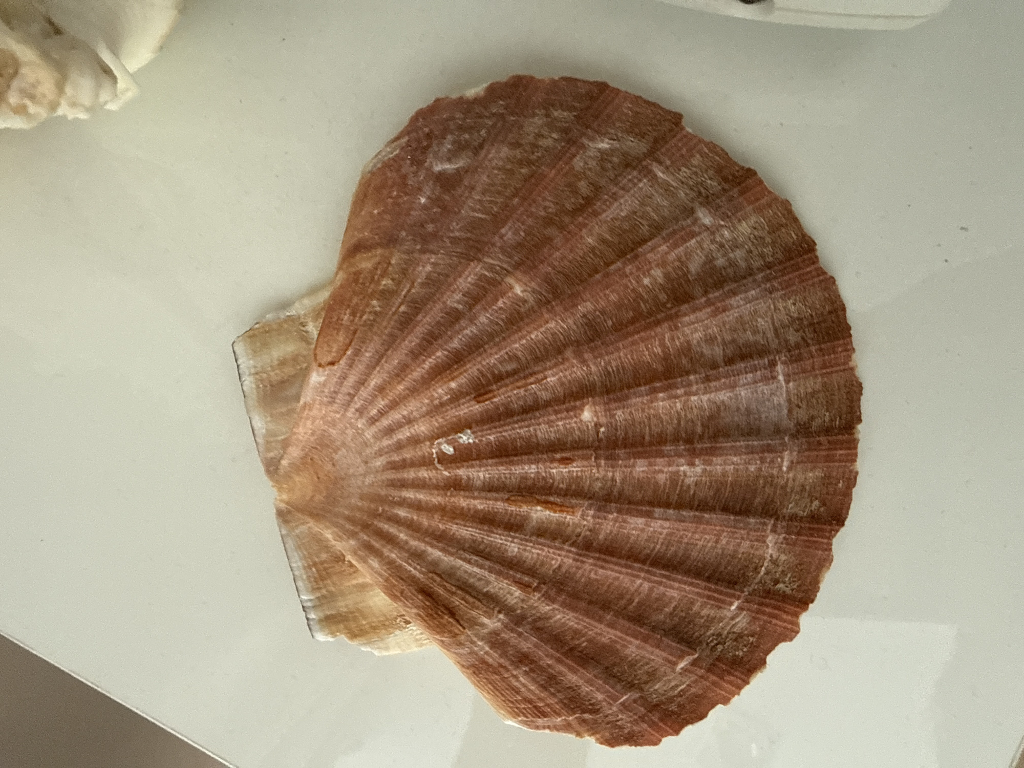 The image shows a close-up, top-down view of a single, reddish-brown scallop shell resting on a white, reflective surface. The shell is prominently displayed, filling most of the frame. The surface it rests on appears to be a tabletop or countertop. No people are visible in the image. The environment is neutral and appears to be indoors. There is a hint of another, lighter-colored shell or object in the upper right corner of the image. The lighting is bright and even, casting no strong shadows. The location is not specified, and there are no visual cues to suggest it is in Burgas, Bulgaria.