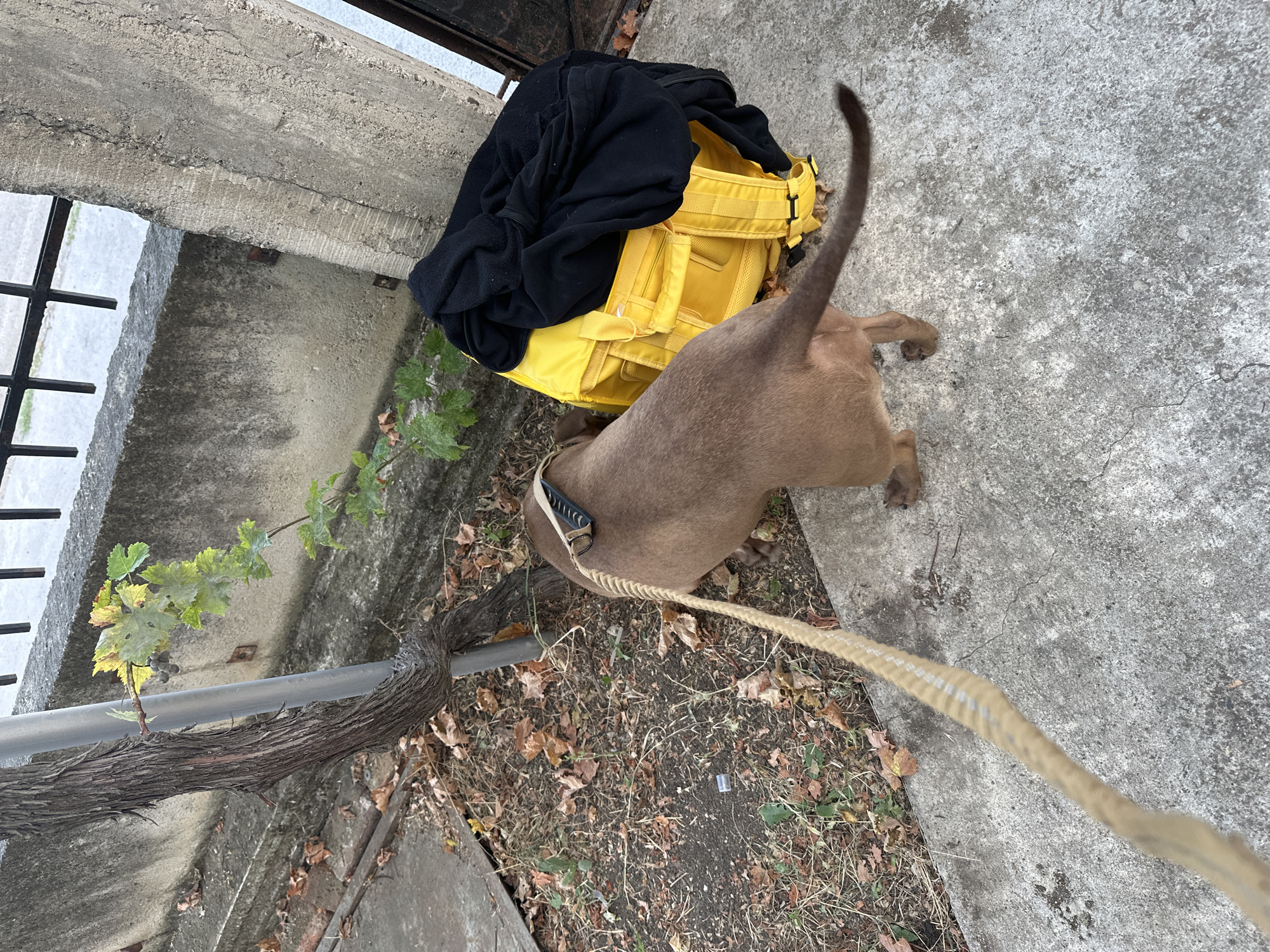An adult, brown dog with a beige leash is sniffing at the ground next to a bright yellow delivery backpack, which is covered with a black garment. The scene appears to be on a sidewalk in Malevo, Bulgaria, as indicated by the dog's presence in a residential area and the style of the surrounding concrete structures and fencing. The dog is wearing a tan collar with a black buckle. The backpack is large and appears to be insulated, possibly for food delivery. Scattered autumn leaves and a vine with green leaves and small dark grapes are visible in the background, suggesting a temperate climate and the season of autumn. The ground is a mix of concrete and dirt, with some scattered debris. The overall impression is of a brief stop or pause in an outdoor activity, possibly a delivery person taking a short break with their dog.