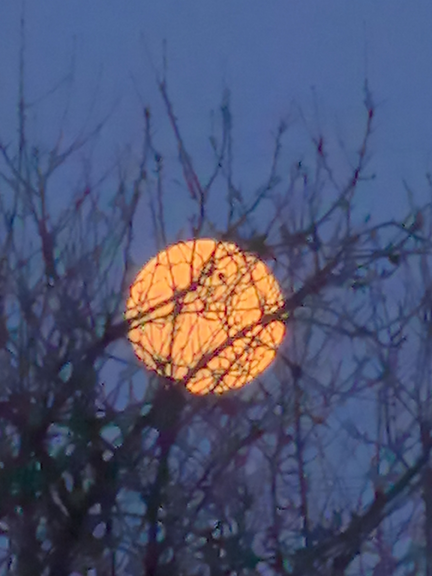 A vibrant, orange full moon is visible through a stark, leafless tree branch network against a deep blue-grey sky. The tree branches are in sharp silhouette, creating a textured overlay on the moon's surface. The location and specific details about its occurrence in the city of Noviy, Russia cannot be identified without further information.
