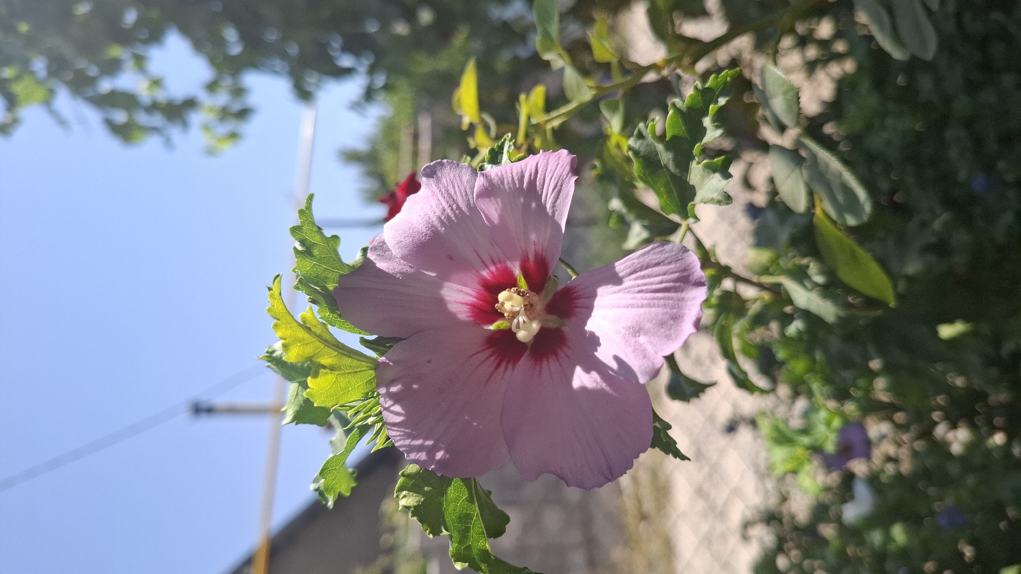 The image shows a close-up of a light pink hibiscus flower with a dark pink center, blooming outdoors in bright sunlight. The flower is surrounded by green leaves, some of which are catching the light. In the background, out of focus, are more green foliage, a fence, a building with a chimney, and a clear blue sky with faint lines that might indicate overhead wires or a distant construction crane. The setting appears to be a residential area in Шұбарсу, Kazakhstan, with the sunlight and blooming flower suggesting a warm day. There are no people or animals visible in the image.