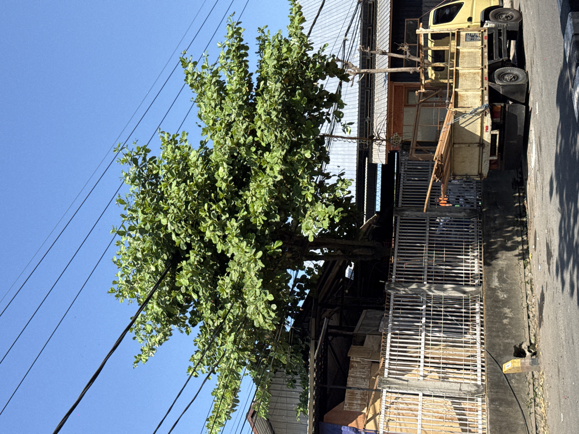In Sukawati, Indonesia, a yellow flatbed truck is parked on the right side of a paved road. The truck is loaded with lumber, which is secured with ropes. To the left of the truck, a white metal fence runs along a concrete wall. Behind the fence, there is a structure with a corrugated metal roof and wooden elements. A large tree with green leaves is positioned behind the fence and in front of the structure, with its branches extending towards overhead power lines. The sky is clear and blue. The scene appears to be an outdoor area, possibly a street or commercial district, with a mix of natural elements and urban infrastructure.