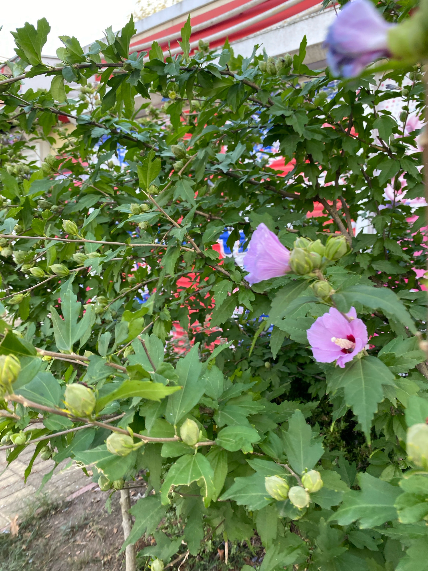 The image shows a close-up of a flowering shrub with green leaves and light purple hibiscus flowers and buds. The shrub is in bloom, with several flowers and many developing buds visible. In the background, a building with red and white horizontal stripes is partially visible, along with some blue and red patterns on what appears to be a banner or fabric. The ground beneath the shrub is covered with dry leaves and dirt. The scene appears to be an outdoor setting in a city, potentially a residential area or public space. The specific location in Chornomorsk, Ukraine, is not explicitly indicated by any visual cues in the image.