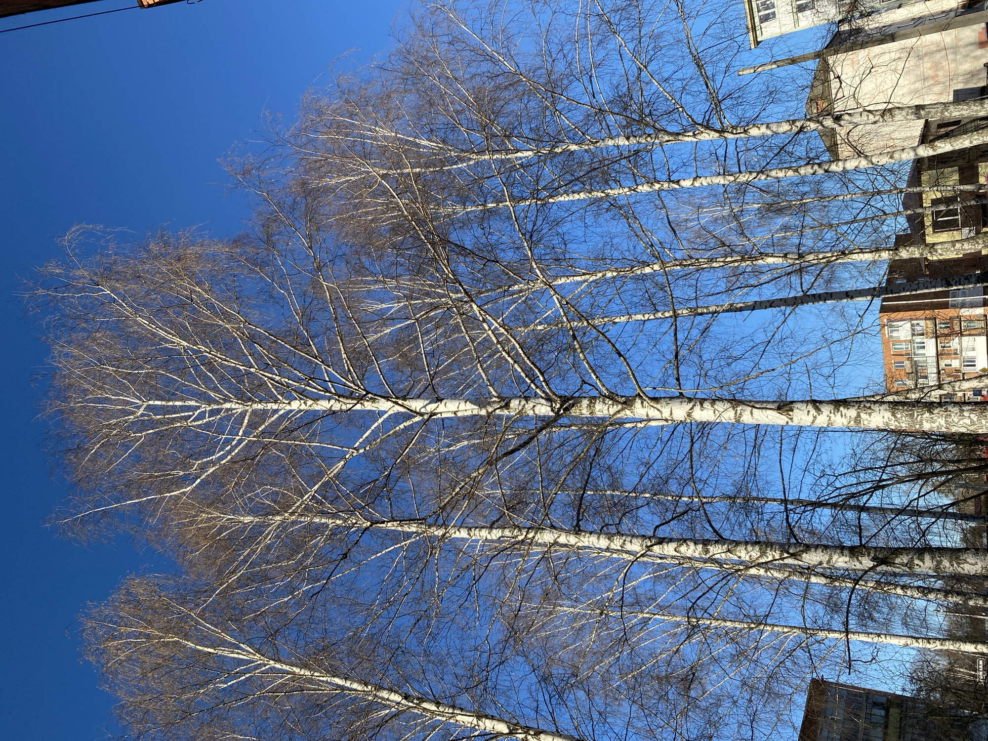 The image depicts a clear, bright blue sky intersected by the bare branches and white trunks of several birch trees, likely in the city of Noviy, Russia. Buildings are visible in the background, suggesting an urban or suburban setting. The trees are leafless, indicating it is likely winter or early spring. There are no people visible in the shot.