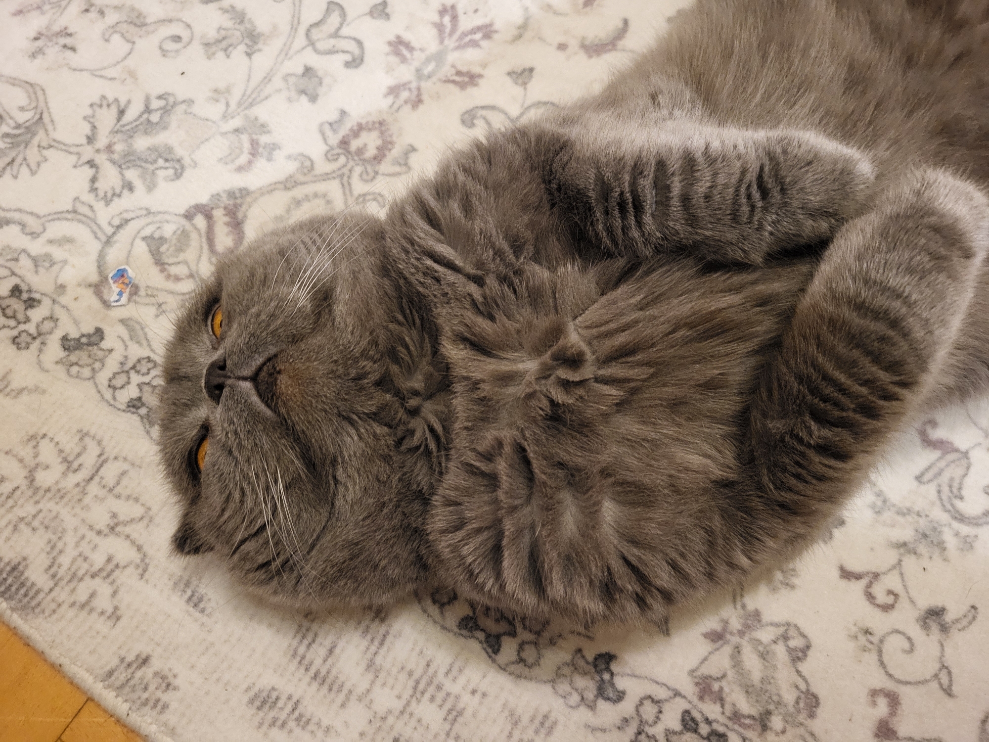 A grey, fluffy cat lies on its back on a patterned rug, its head tilted upwards. The cat has bright orange eyes and white whiskers. Its paws are curled inwards towards its chest. The rug has a light-colored base with a repeating floral pattern in shades of grey and purple. A small, colorful sticker is visible on the rug near the cat's head. The background shows a portion of a wooden floor.