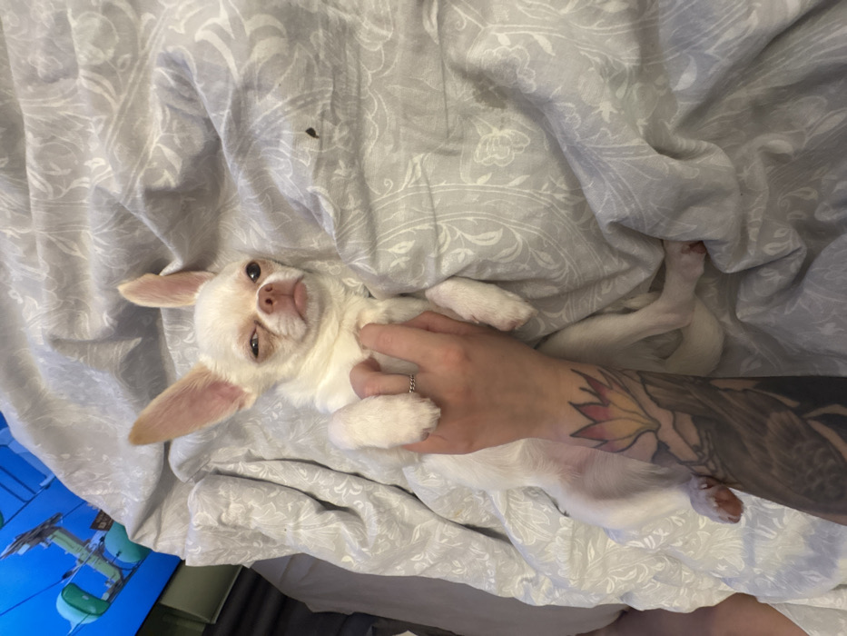 A white Chihuahua is depicted lying supine on a rumpled light grey duvet cover with a white ornate pattern, inside an indoor residential setting in Moscow, Russia. The dog possesses prominent erect ears, its right eye is partially closed with a slight squint, and its snout is slightly wrinkled, conveying a drowsy or mildly disaffected expression. A human's light-skinned left hand, adorned with a slender ring on the ring finger and a multi-colored lotus flower tattoo on the forearm, rests gently on the dog's chest. In the upper left background, a television screen is visible, displaying an animated scene featuring a green, possibly mechanical, object against a light blue backdrop.