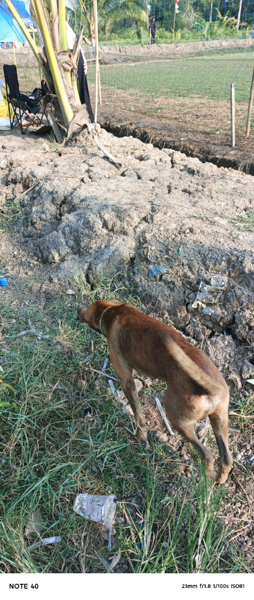 A medium-sized brown dog with a light-colored collar is walking on a patch of dry grass next to a muddy, cracked area of earth. The dog is facing away from the camera, with its head lowered as if sniffing the ground. In the background, there is a cluster of palm trees, a blue tarp, a black camping chair, and a fence with some blurry figures behind it. The scene appears to be an outdoor environment, possibly a rural or undeveloped area. The bottom of the image contains text overlay indicating "NOTE 40" and "23mm f/1.8 1/100s ISO81". There are also pieces of trash scattered on the ground, including a blue plastic bottle cap and a crumpled plastic cup with a straw. The lighting suggests it is daytime, with the sun casting shadows. The cracked earth indicates a dry period, and the presence of grass suggests some recent moisture or a contrast in soil types.