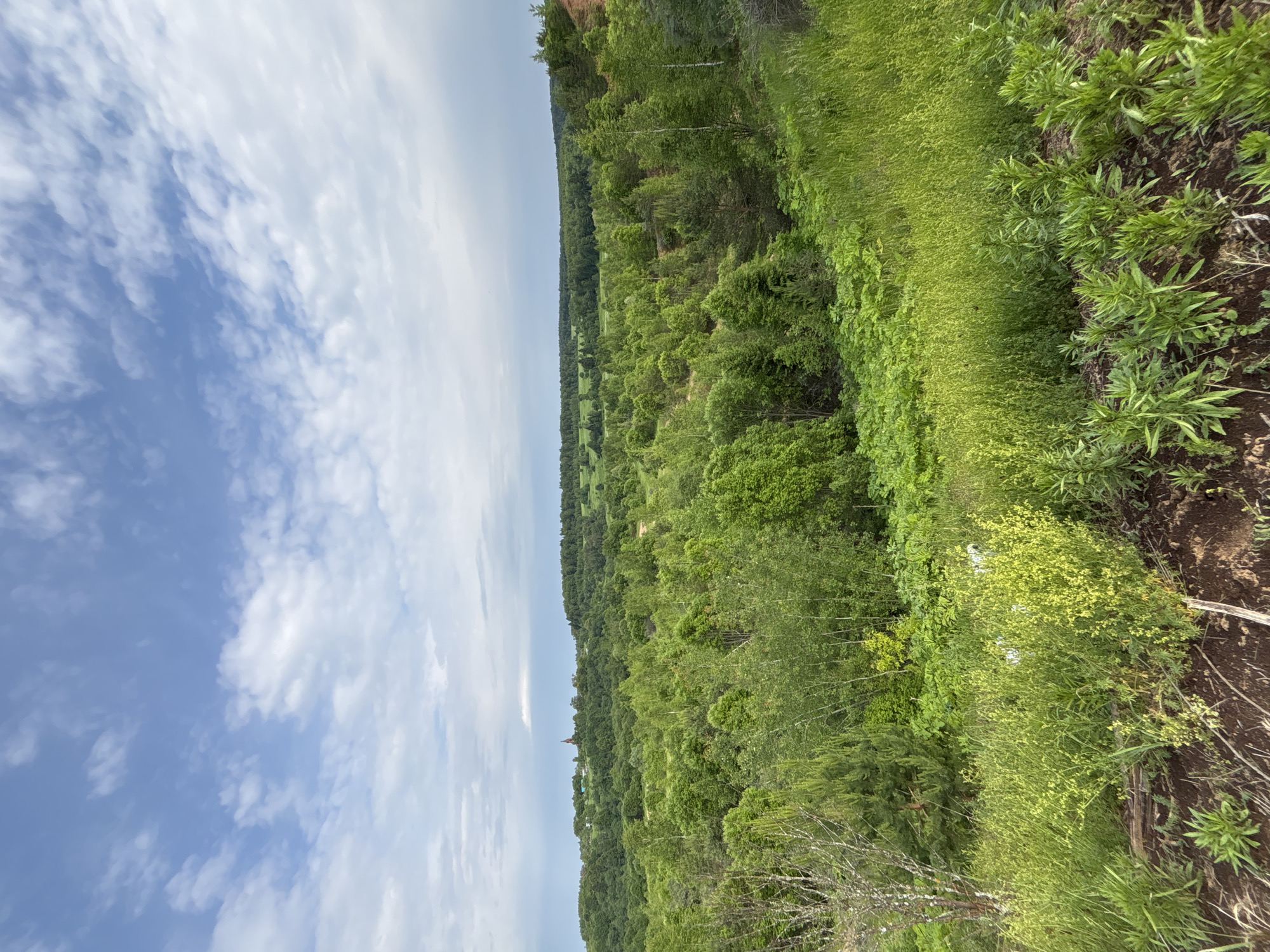 The image depicts a lush, verdant landscape under a partly cloudy sky. Rolling hills covered in dense green foliage dominate the scene, with a variety of trees and undergrowth creating a textured canopy. In the distance, a small settlement is visible on a hilltop, marked by a red-domed church. The foreground features a mix of tall grasses and smaller leafy plants growing on a gentle slope of dark, earthy soil. The overall impression is one of a natural, undeveloped rural area. There is no indication of the city of Goncharovo, Russia, within the image.