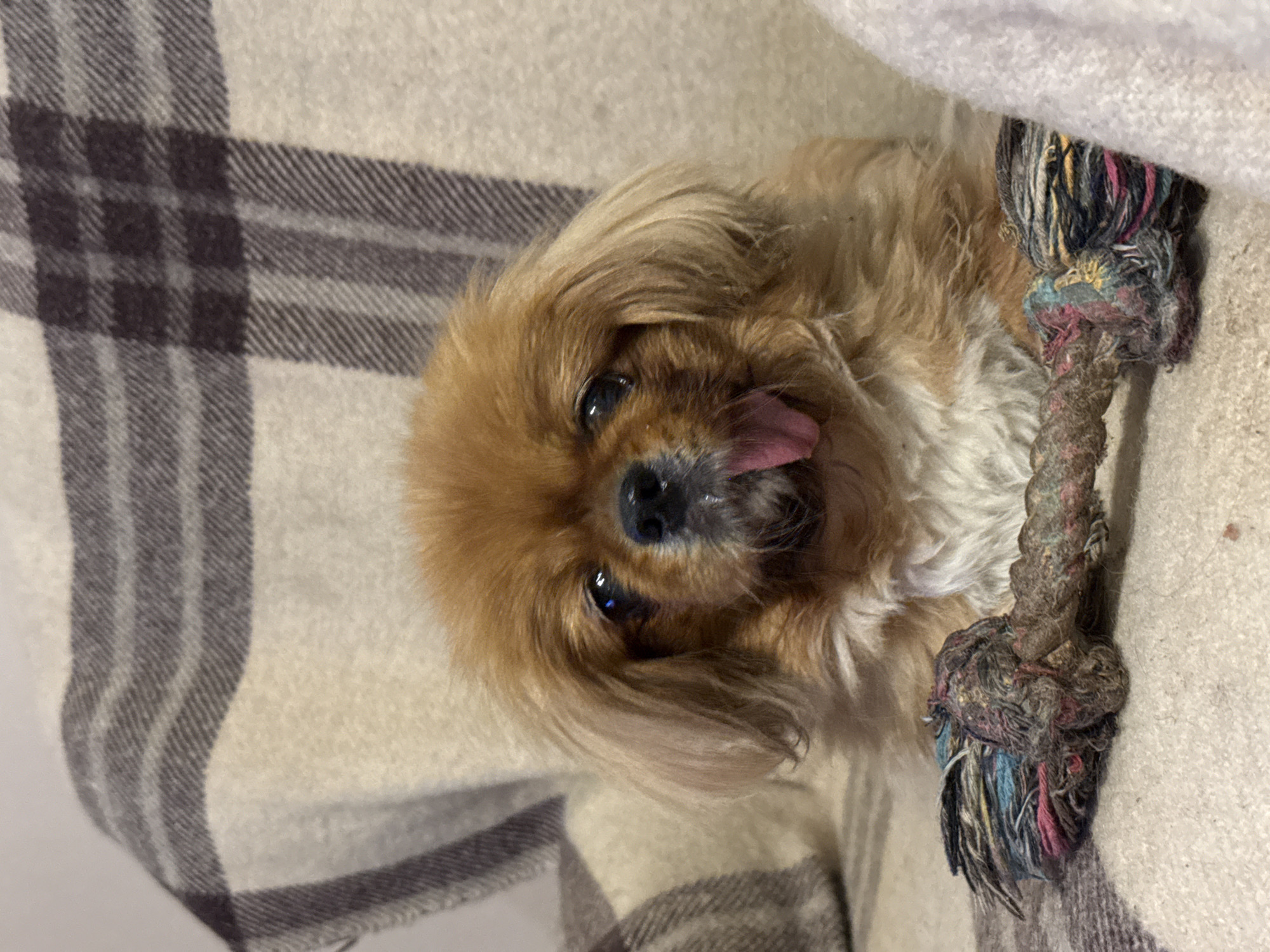 A Pekingese dog lies on a blanket indoors. The blanket is plaid with grey and beige stripes. The dog has light brown fur and its tongue is sticking out. The dog is holding a rope toy with knotted ends in its paws. The location is unknown; the city of Pleven, Bulgaria cannot be confirmed.