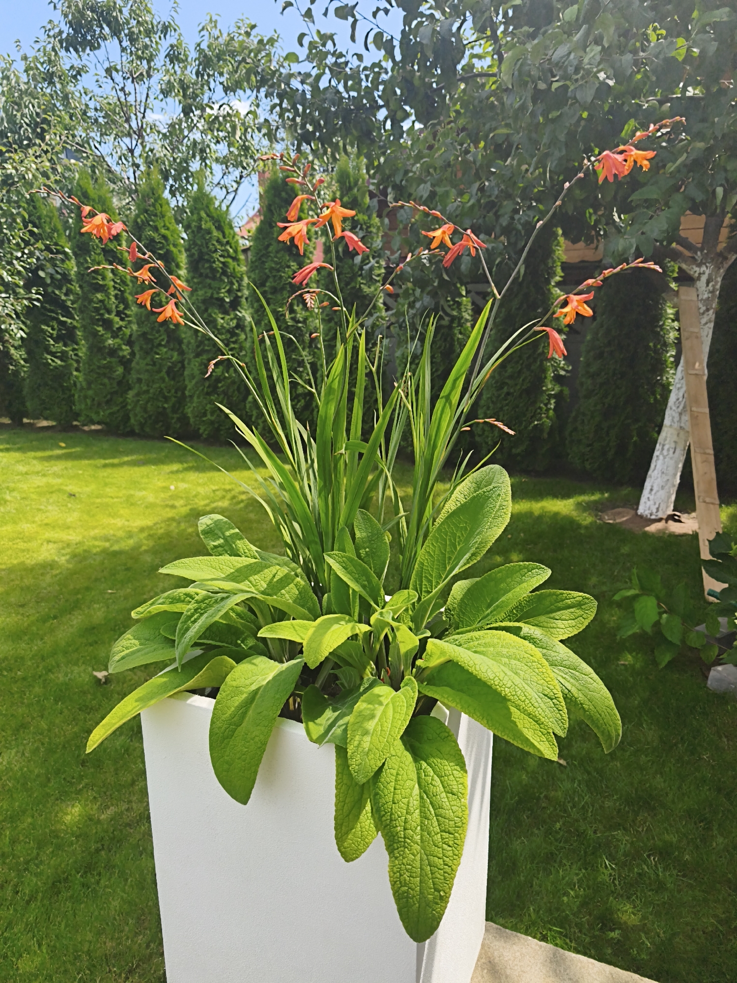 An eye-level, medium outdoor shot shows a white, modern, square planter filled with vibrant green foliage and delicate orange flowers on a bright, sunny day. The planter is positioned on a light gray surface in what appears to be a well-maintained garden. Behind the planter, a lush green lawn stretches towards a row of tall, dark green evergreen trees. Further back, deciduous trees with dappled green leaves form a canopy against a clear blue sky. To the right of the planter, a slender tree trunk, painted white with some areas showing natural bark, is partially obscured by a tall, light brown bamboo stake. The scene evokes a peaceful, summery atmosphere typical of a residential garden. The location is identified as being in Hrodna, Belarus.