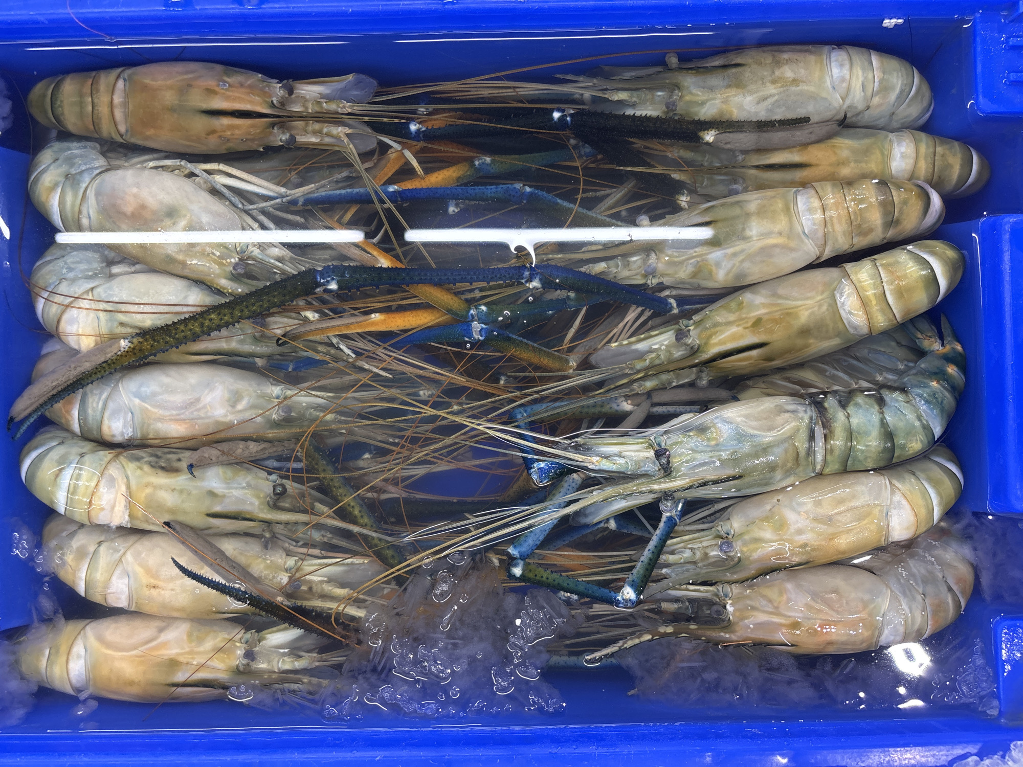 The image depicts a close-up, top-down view of a blue plastic container filled with large, uncooked prawns. The prawns are submerged in water, with some ice visible towards the bottom of the container. The prawns are arranged in rows, overlapping each other. Their bodies are generally pale and translucent, with various shades of brown, grey, and green. Some prawns have long, blue-orange claws and antennae. The scene is likely located in Thep Krasatti, Thailand, based on the request.