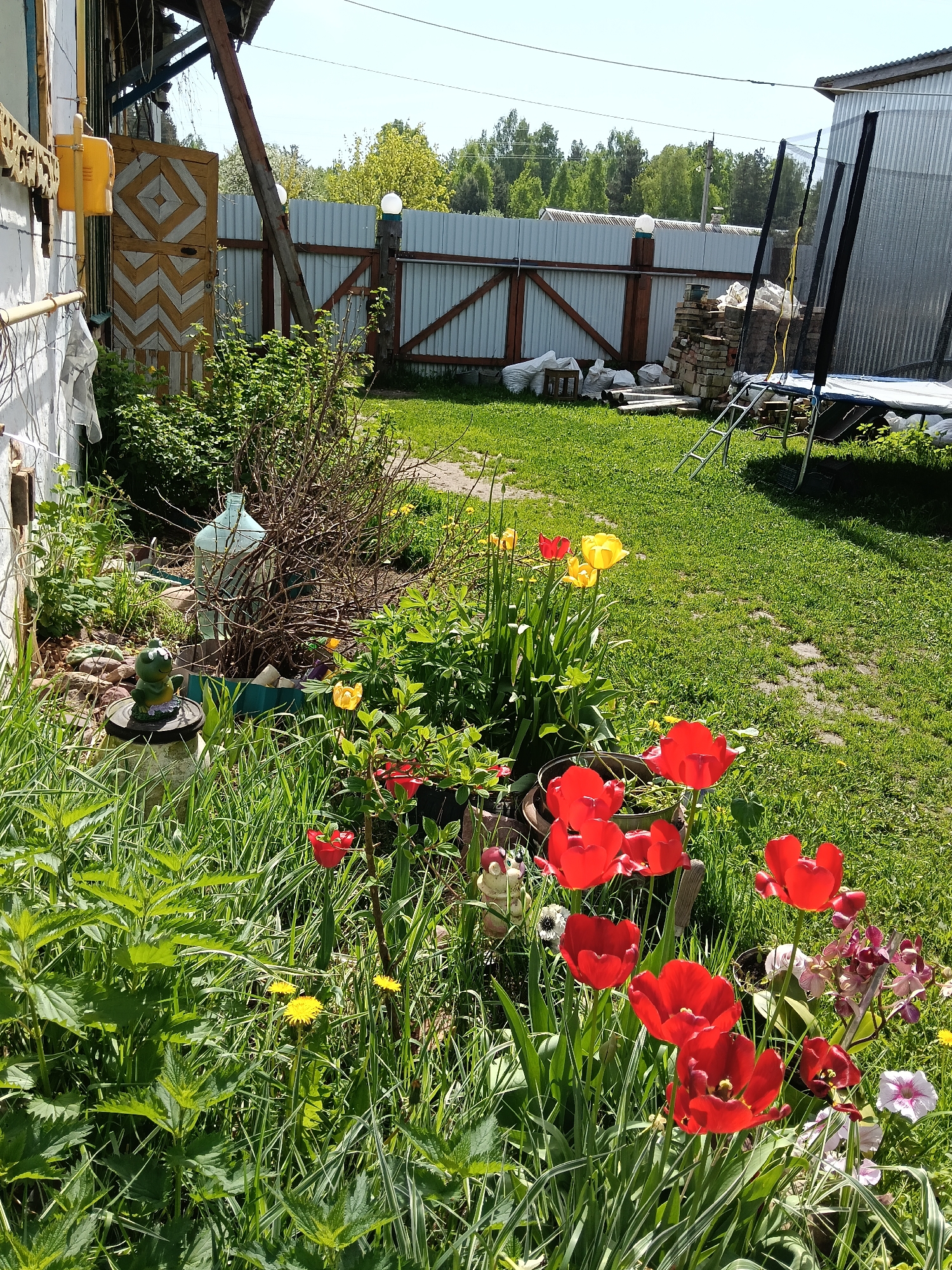 The image depicts a garden scene in Красный Маяк, Russia. In the foreground are red and yellow tulips intermixed with grass and broad-leaved weeds. A ceramic frog ornament sits on a short concrete pedestal amidst the vegetation. Behind the flowers is a glass container placed amongst a bush with bare branches.
To the left is the side of a white building with decorative trim and a yellow box-shaped object attached to the wall. A wooden door with a geometric pattern is partially visible. A gray metal fence with wooden posts runs across the middle ground of the image. Behind the fence, trees are visible.
In the background, to the right, is a metal shed and a trampoline with a ladder. Bags and bricks are stacked near the fence. The grass in the garden is uneven and somewhat overgrown.