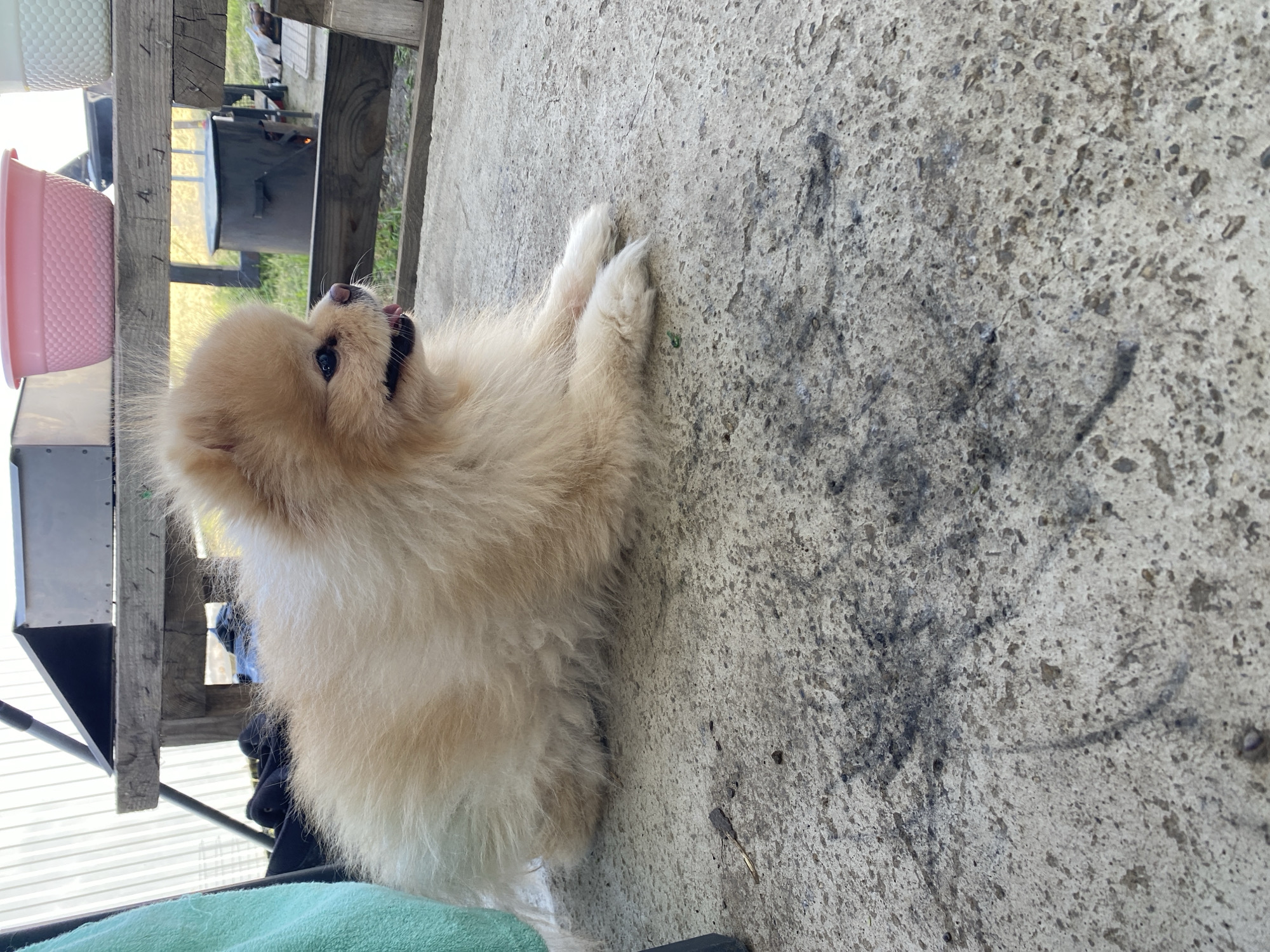 A tan Pomeranian dog is lying on a gray concrete surface. The dog's head is turned upwards and slightly to the left, with its mouth slightly open. Its front paws are stretched out in front of it. To the left of the dog, there is a table or shelf with a pink bowl and a metal object on it. A green towel is visible at the bottom left corner. The concrete surface has dark markings on it. The location is Industrialny, Russia.