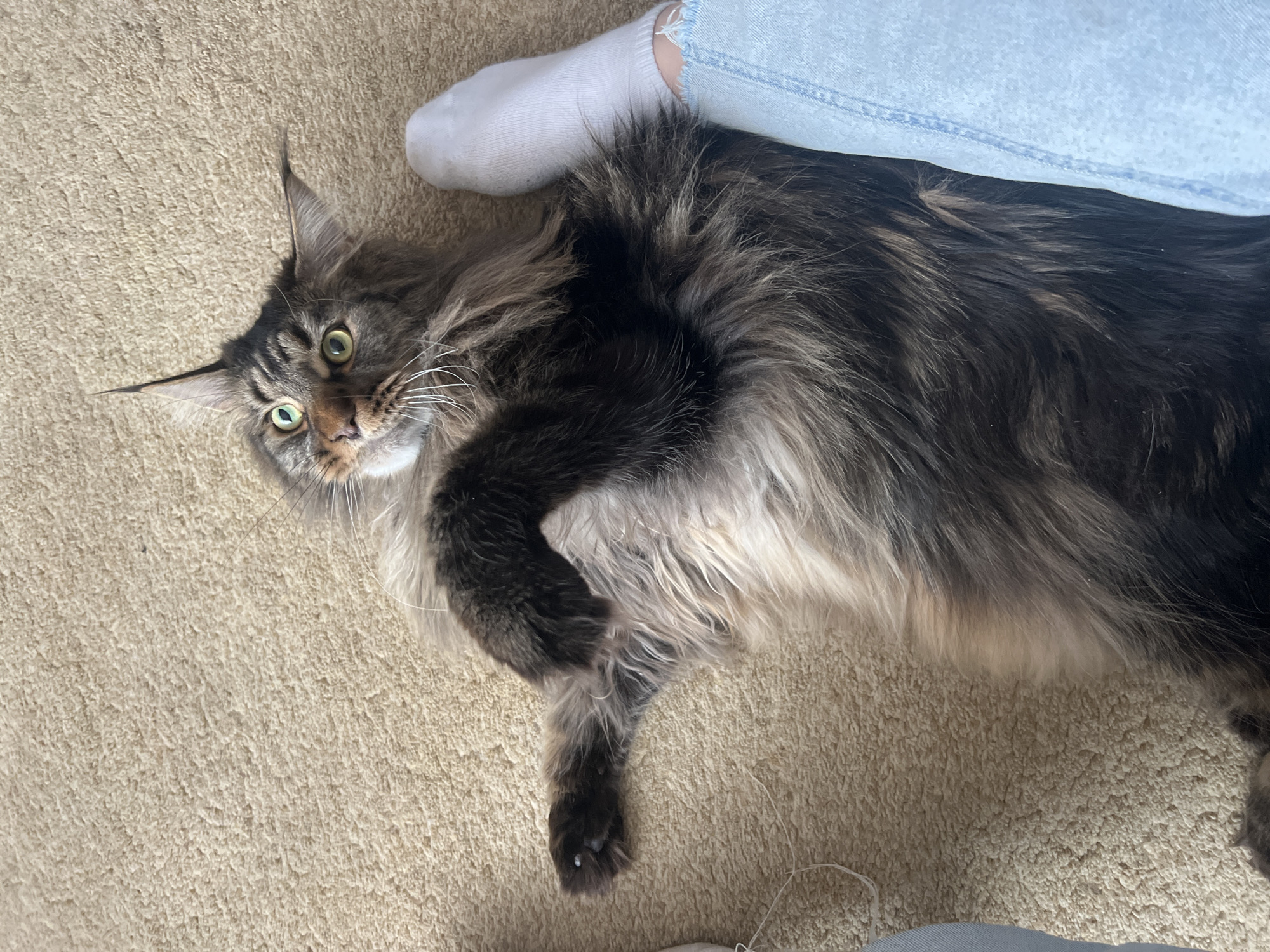 A Maine Coon cat is lying on a beige carpet, positioned near a person wearing light blue denim jeans and white socks. The cat is mostly black with lighter gray and white fur around its chest and face. It has pointed ears and green eyes and is looking towards the camera. The scene is indoors, but no location in the city of Марковский, Russia, is ascertainable from the image.