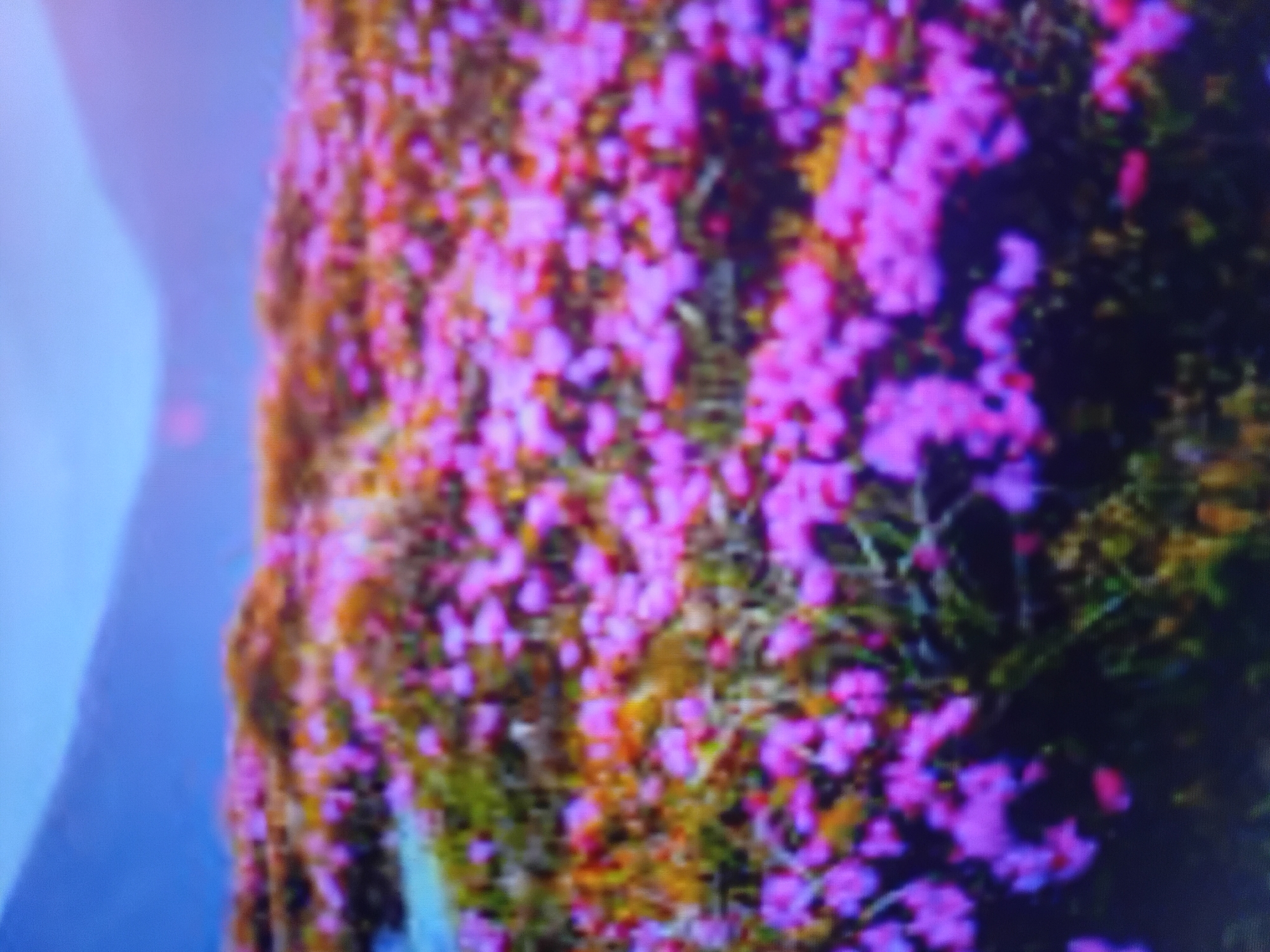 The image depicts a close-up view of a field of small pink flowers, likely wildflowers, growing amongst green and brown vegetation. The flowers are densely packed, creating a carpet of color. In the background, out-of-focus blue hills or mountains are visible under a pale sky, suggesting an outdoor, natural setting. The image is blurry, making specific details difficult to discern. There are no people, animals, or man-made objects readily identifiable in the scene. The location in Verkhniachka, Ukraine, is not visually represented in the image itself, as it only shows a natural landscape.