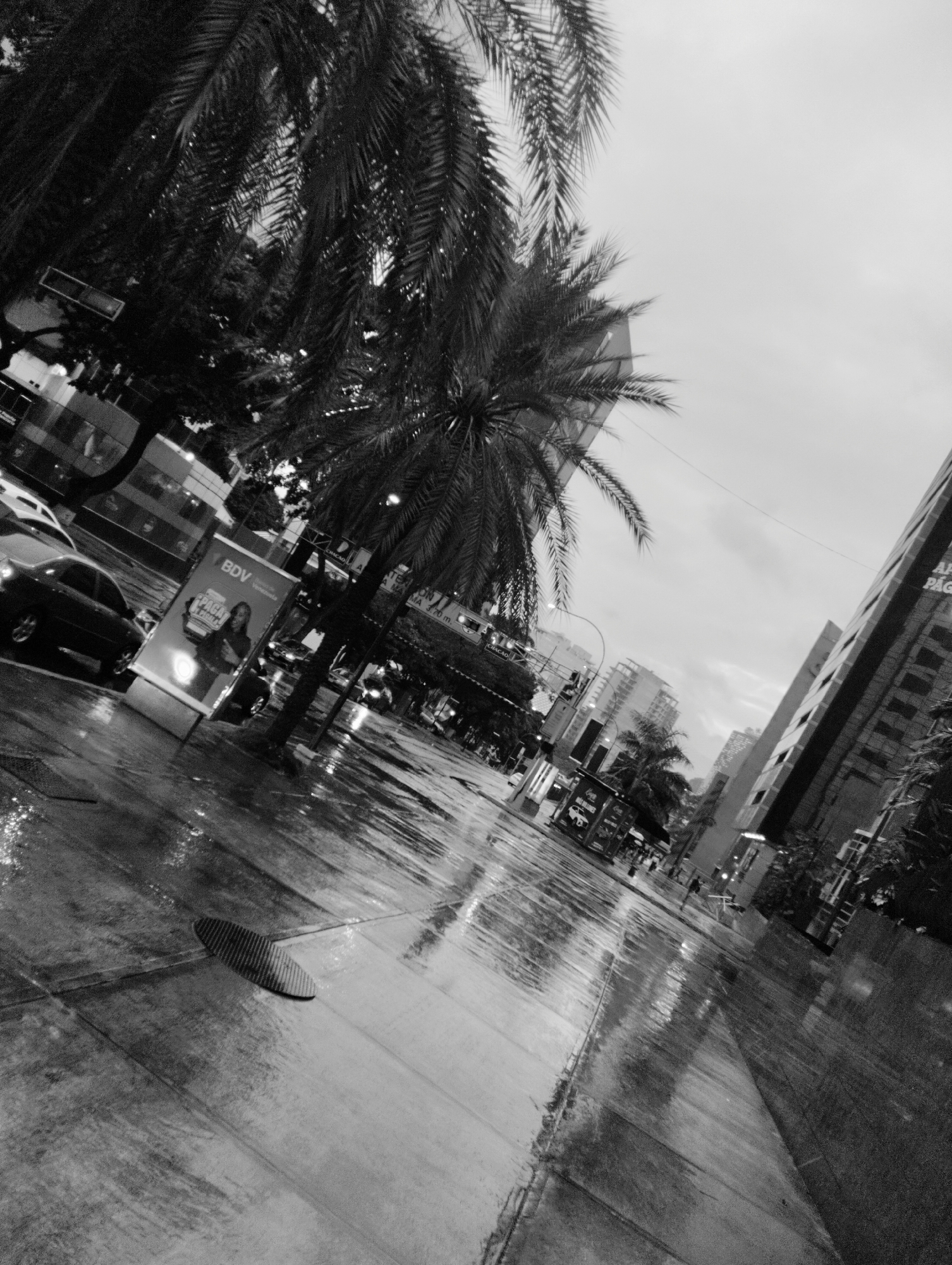 The black and white photograph captures a wet street scene in Caracas, Venezuela, likely during or shortly after rainfall, as evidenced by the reflective surface of the pavement and sidewalk. The image is taken from a low angle, looking up towards palm trees whose fronds dominate the upper portion of the frame, casting shadows.
In the mid-ground, a tall, illuminated billboard stands on the sidewalk, displaying an advertisement for "BDV" (Banco de Venezuela) featuring a woman. Several cars are visible on the street; a dark-colored sedan is parked on the left, and other vehicles are in motion or parked further down the street, their headlights creating streaks of light due to the wet conditions.
The background reveals urban architecture, including multi-story buildings and the distinct silhouette of a modern skyscraper on the right side, possibly in the financial district of Caracas. The sky is overcast and bright, suggesting a dull, possibly humid, day. The overall atmosphere is one of a bustling city street experiencing the effects of recent rain. The scene appears to be on a relatively wide avenue, with pedestrian activity indicated by the presence of figures walking on the sidewalk in the distance. The street is clean, but the water makes the surface appear slick.