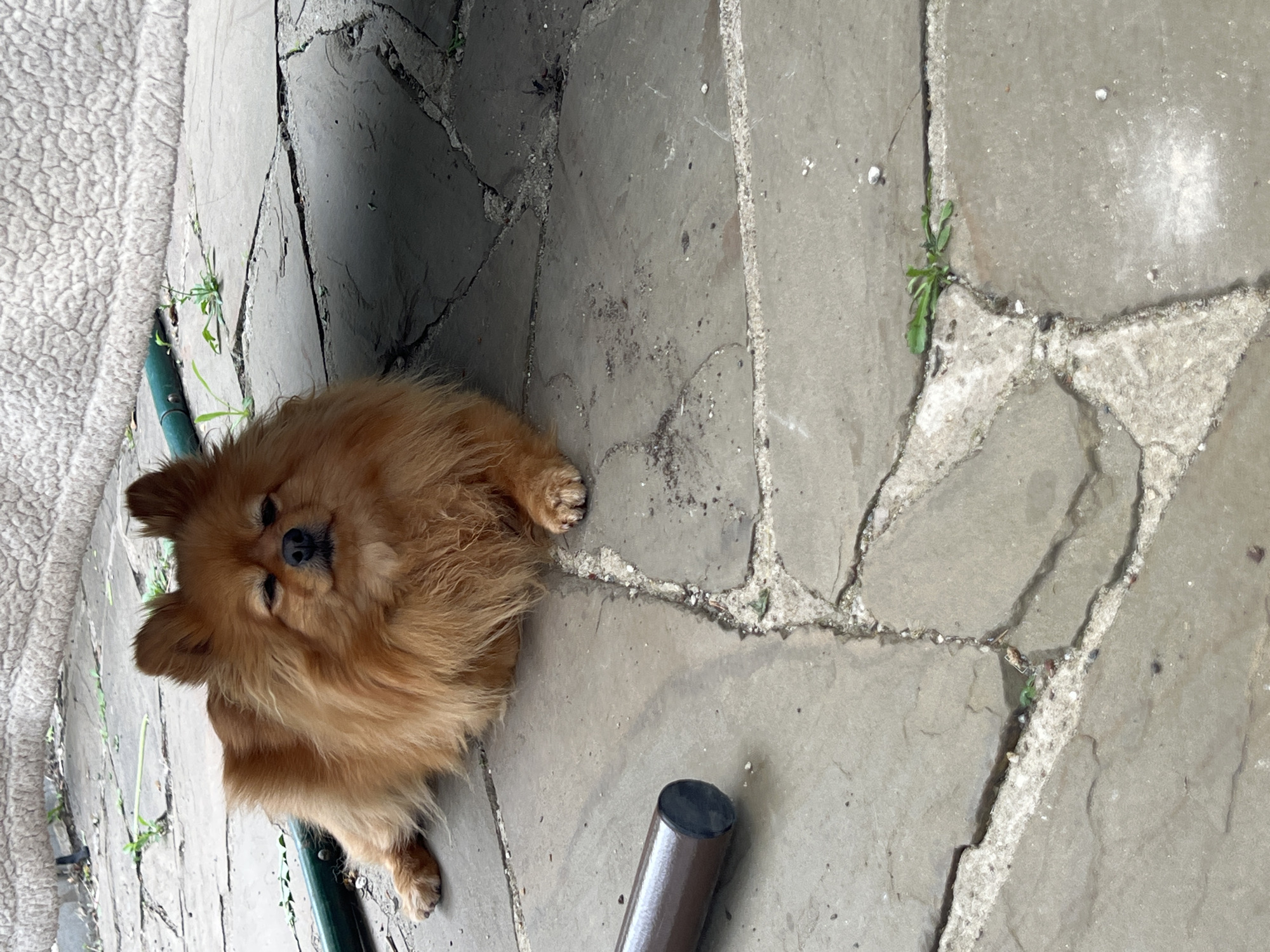 A medium-sized, orange-brown Pomeranian dog is lying on a stone-paved surface. The stones are irregularly shaped with light-colored grout between them, and some small plants grow in the cracks. A green metal pole is near the dog on the left and a brown metal pole is near the dog on the right. The environment appears to be outdoors, likely a patio or garden.