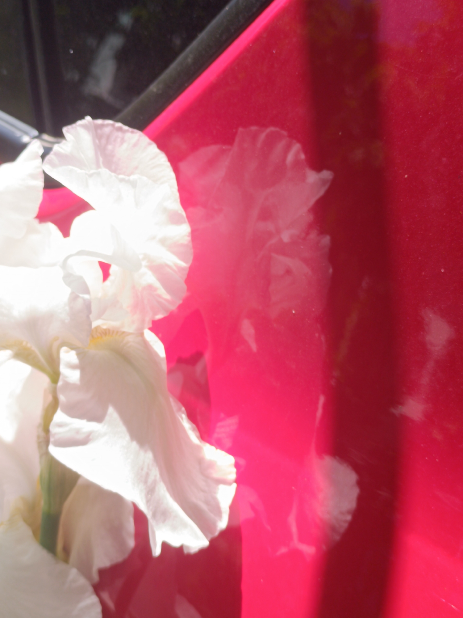 A brightly lit white iris flower is the primary subject, positioned in the foreground and extending towards the left of the frame. Its delicate petals are illuminated by strong sunlight, creating bright highlights and some translucent effects. The flower is partially reflected on a vibrant, glossy red surface, which occupies the right and central-right portions of the image. This red surface, likely part of a car's bodywork (such as a door or fender), shows a softer, more diffuse reflection of the iris petals, particularly in the mid-right.
Above the flower, in the upper-left, is a dark, reflective area, possibly a car window or windshield, framed by a black trim piece. An indistinct, light-colored reflection, vaguely resembling a figure or object, is visible within this dark area. The overall scene suggests an outdoor setting under bright daylight, as indicated by the intense highlights on the petals and the clear reflections. The image captures a still moment, focusing on the interplay of the flower, light, and reflective surfaces. No specific activity or event is taking place, and no text is visible. The location context is Ostrogorka, Russia.