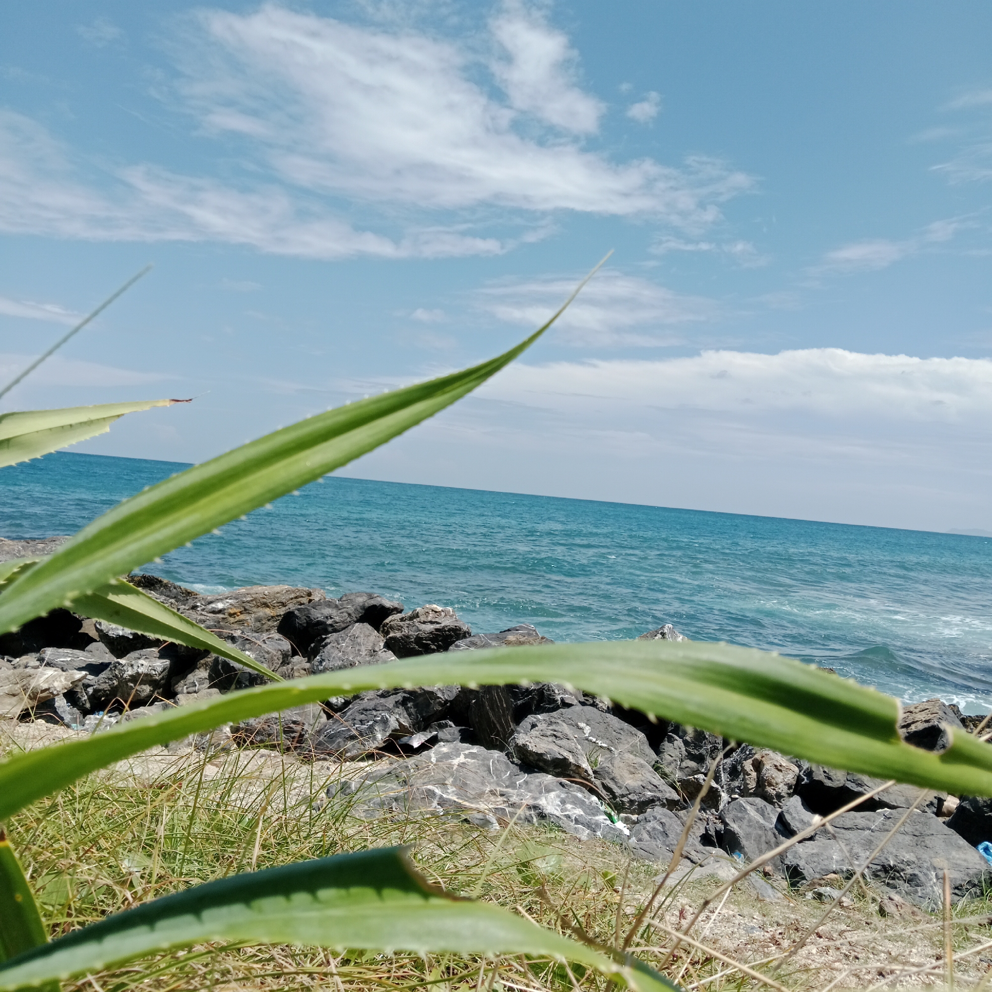 An extreme close-up, low-angle shot of spiky green plant leaves in the foreground blurs the scene in front of a rocky coastline under a bright, cloudy sky. The ocean is visible in the mid-ground, with waves rolling towards the shore. The rocks are dark gray and varied in size, some appearing smooth and others jagged. Dry grass and sparse green vegetation grow between the rocks. The sky is a pale blue with scattered white clouds. The image does not depict any people or indicate a specific location within Naga Umbang, Indonesia.