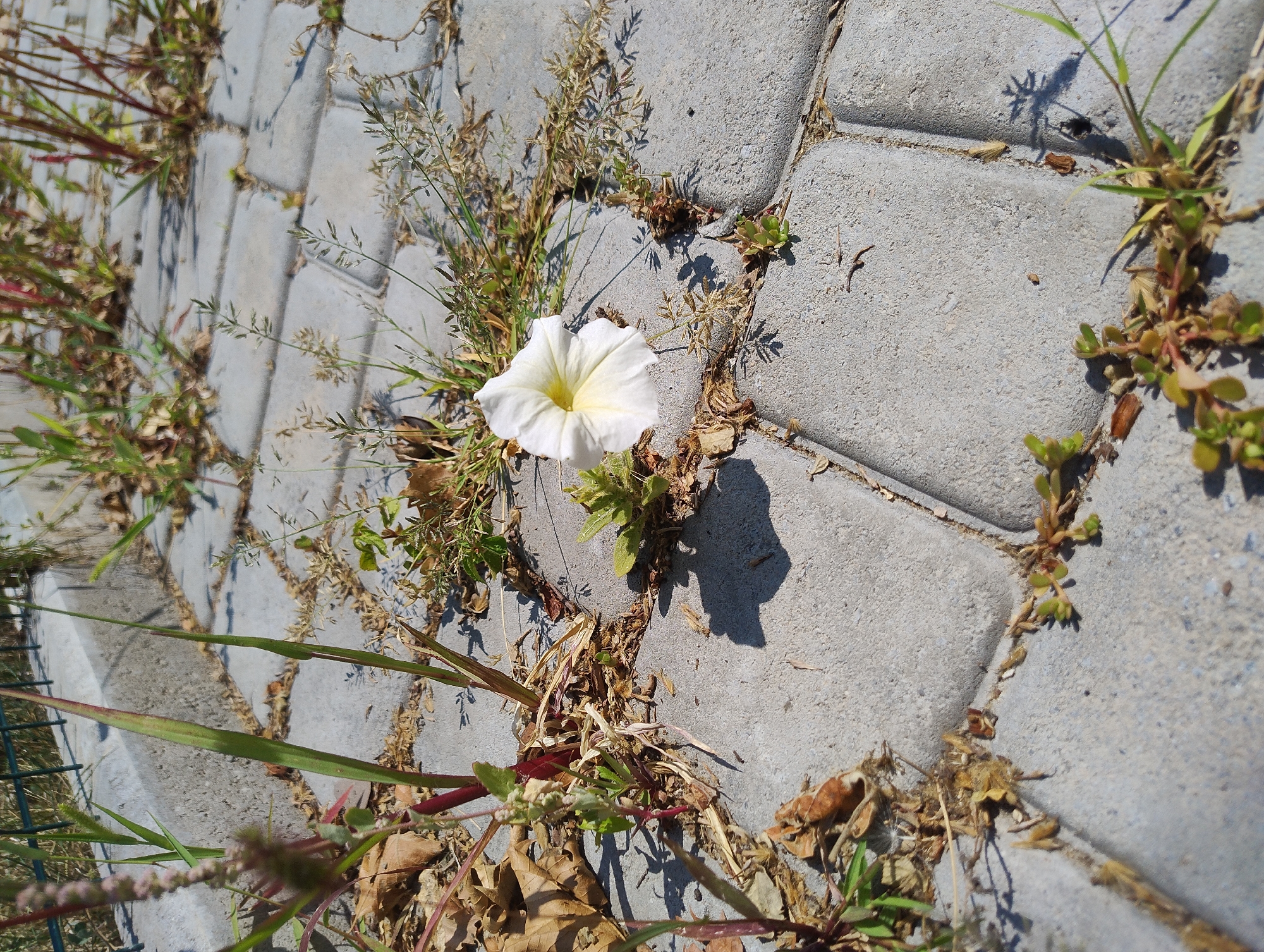 A single white flower with yellow in the center grows from a crack in a paved walkway in an outdoor, urban setting. The walkway is made of gray, rectangular pavers. Weeds and dried leaves are scattered around the flower and between the pavers. In the background, a metal fence is visible, as well as more greenery. The lighting suggests it is daytime, and the shadows indicate a bright sun.