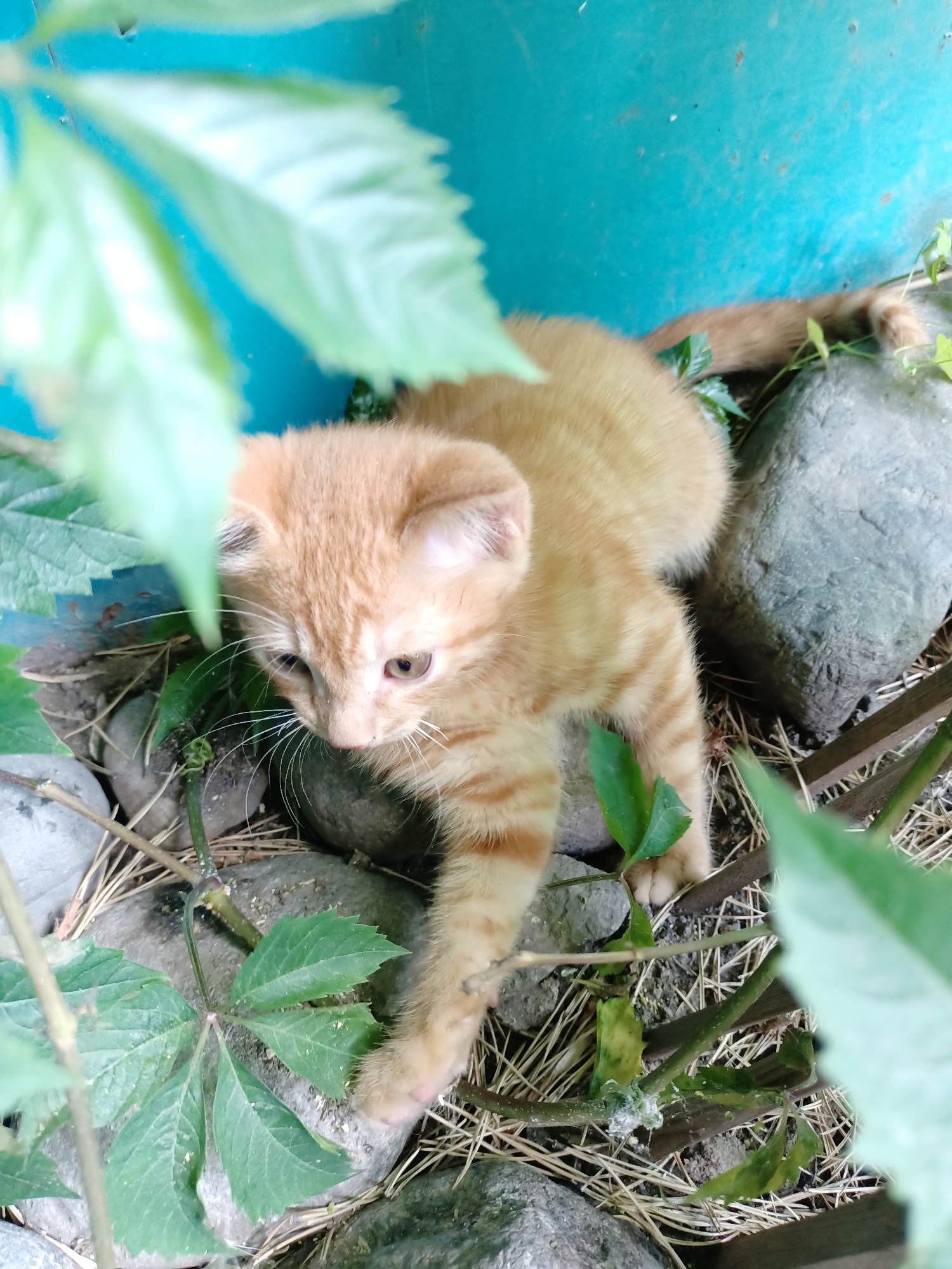 A ginger tabby kitten is positioned on a bed of dry grass and twigs, nestled amongst several grey stones. The kitten is lying down, with its head turned to its left, looking downwards. In the foreground and partially obscuring the kitten are large, green leaves. Behind the kitten, a turquoise-colored surface, possibly a wall or barrier, is visible. The scene appears to be outdoors in a natural or semi-natural setting. The location within the city of Almaty, Kazakhstan, cannot be determined from the visual information provided.