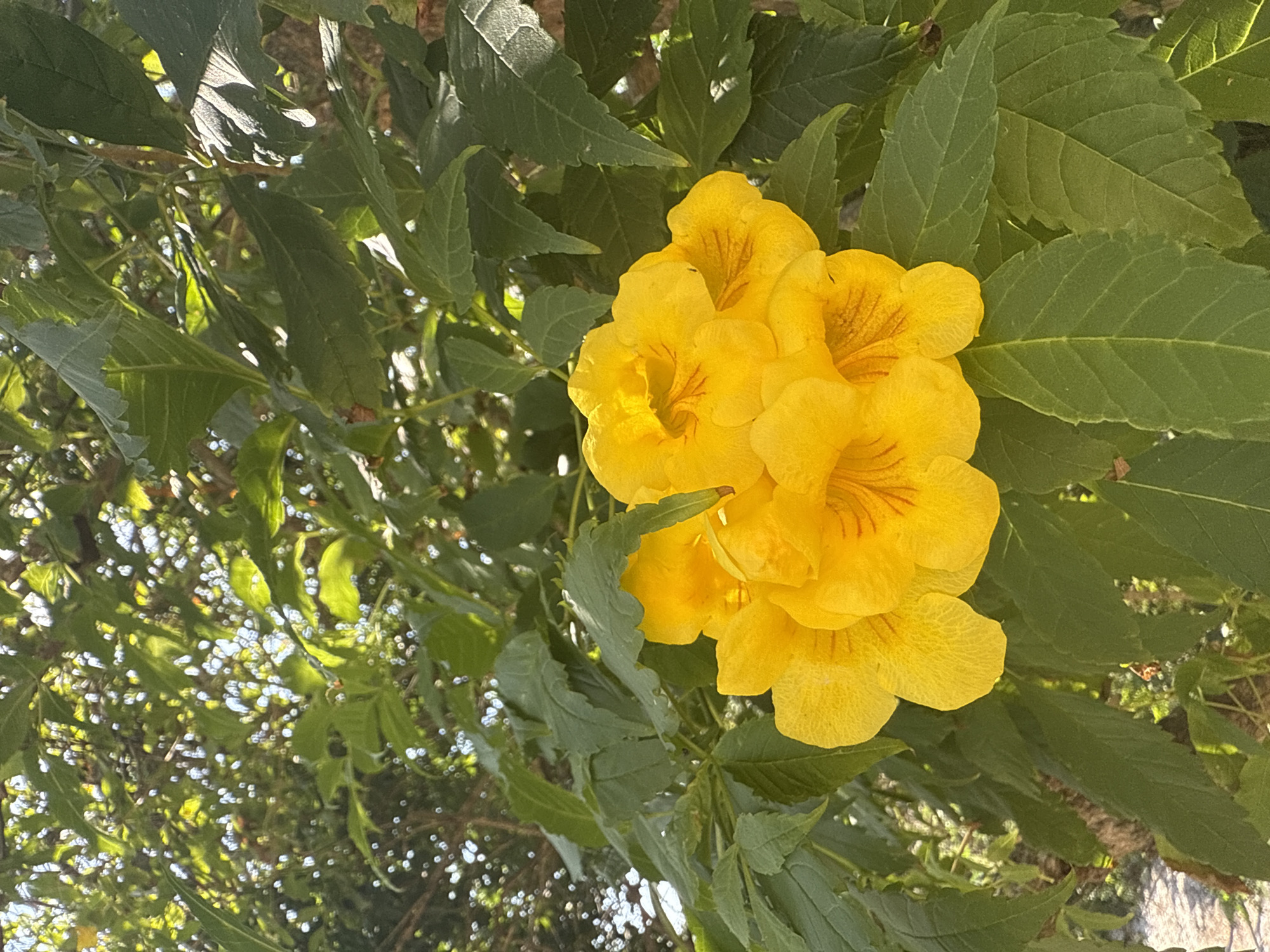 A cluster of bright yellow trumpet-shaped flowers is in full bloom, surrounded by lush green foliage. The flowers have delicate orange-brown markings inside their petals. Sunlight filters through the leaves, creating dappled light and shadow. The background shows more green leaves and branches, suggesting a natural outdoor setting. There are no people or animals visible in the image. The overall scene is vibrant and botanical, characteristic of a garden or park in a tropical or subtropical climate, potentially in the city of São Pedro Da Aldeia, Brazil, known for its natural beauty and flora.