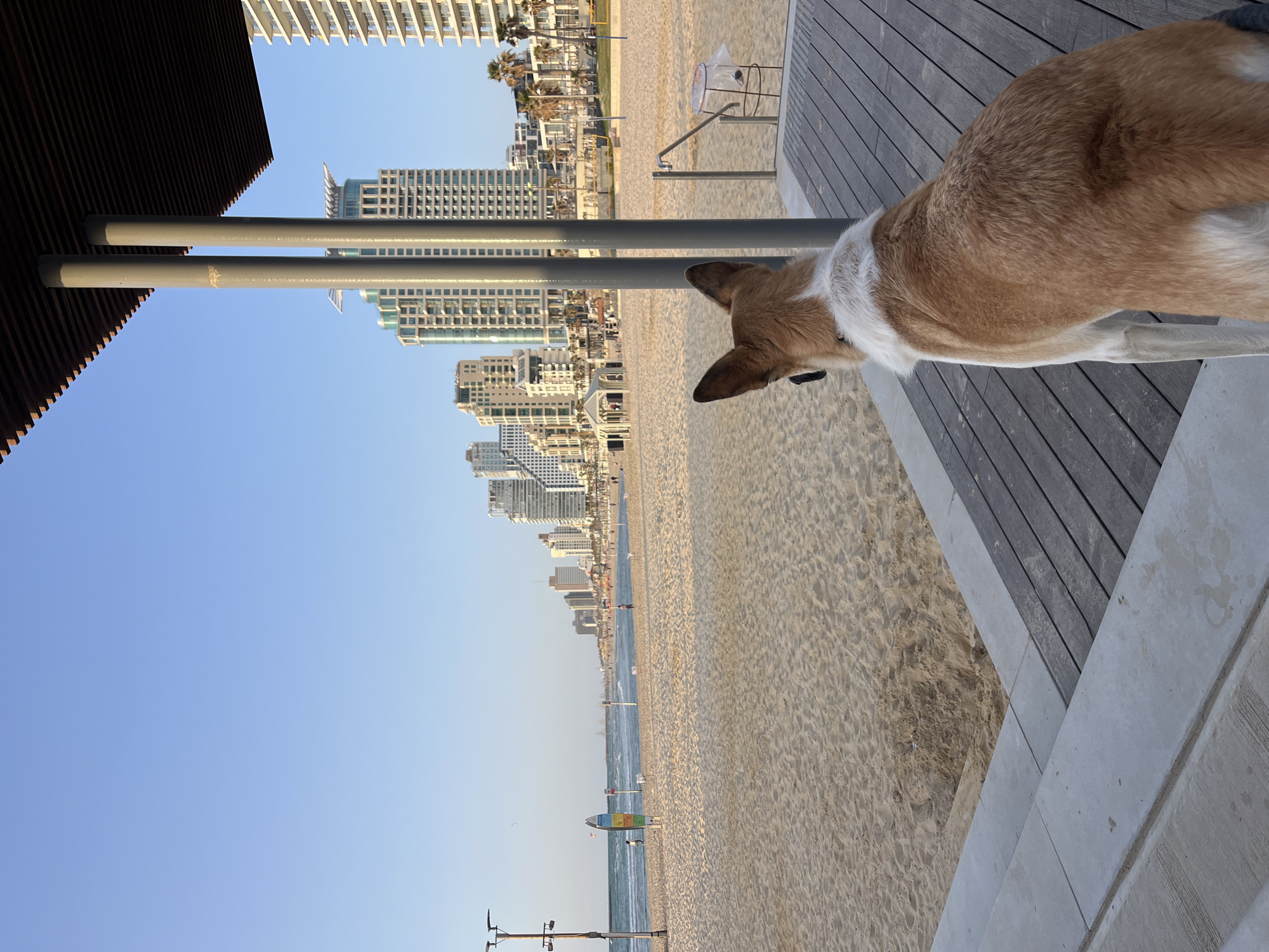 The image depicts a beach scene in Tel Aviv, Israel. The foreground shows a tan and white dog standing on a wooden deck, looking out towards the beach. The beach is sandy, with the Mediterranean Sea visible in the distance. Buildings line the coast, a mix of older and modern architecture. A structure with metal poles is present in the midground. The sky is clear and blue. The time of day appears to be daytime, likely late morning or early afternoon due to the position of the sun.