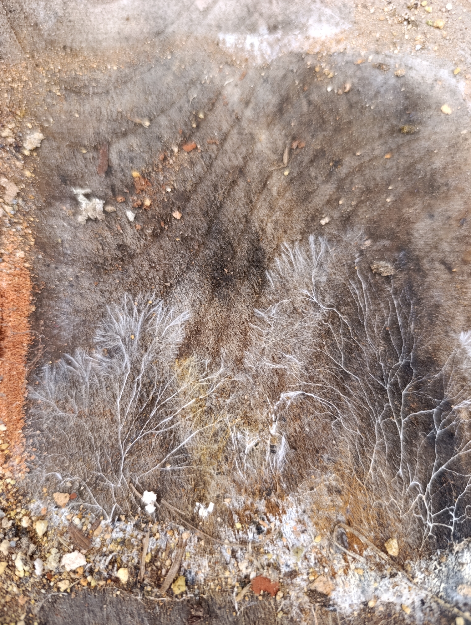 The image depicts a close-up view of a decaying tree stump or large piece of wood, likely outdoors. The surface is heavily weathered, with visible cracks, stains, and a general worn texture. There's a concentration of white mycelial growth on the stump. The mycelium is spreading across the surface, forming a root-like pattern. Surrounding the wood is loose soil and small pebbles. The environment suggests a natural setting, possibly a park or wooded area within the city of Chaikovsky, Russia, although specific landmarks are not visible to confirm the exact location. No people are visible in the image.