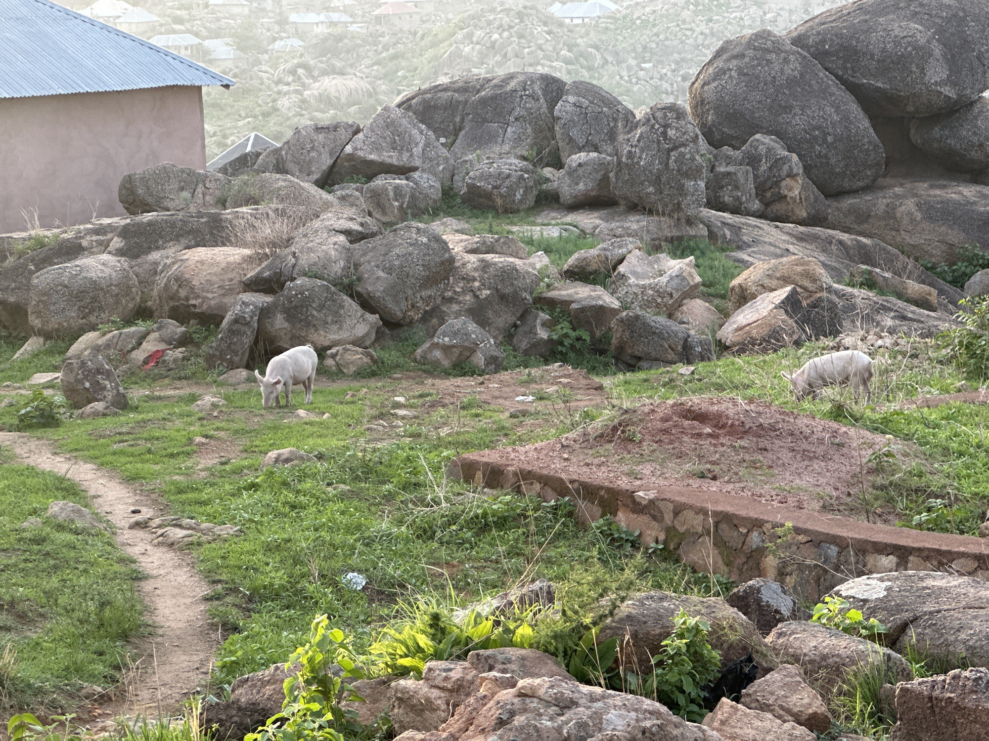 The image presents a tranquil, rugged landscape in Jos, Nigeria, dominated by numerous large, rounded grey granite boulders. The terrain is covered with green grass and sparse vegetation.
In the midground, two light-colored pigs are seen grazing. One pig is prominent on the left, bending its head to eat grass, while another is partially visible on the right side of the frame, also feeding.
A narrow, winding dirt path traverses the grassy area in the lower-left portion of the image. To the right, a low retaining wall constructed from stone and topped with a reddish-brown cement cap is visible.
In the upper-left background, a simple single-story house stands, featuring a plain pinkish-brown wall and a metallic silver corrugated iron roof. Beyond this structure, more boulders and distant hills dotted with scattered houses are visible, softened by a light atmospheric haze, indicating a semi-rural or peri-urban setting.
The lighting suggests either early morning or late afternoon, with soft, diffused light casting gentle shadows and contributing to the slightly hazy appearance in the distance. The scene depicts a quiet, pastoral moment where animals graze amidst the distinctive rocky geography of the Jos Plateau. There is no visible text in the image.