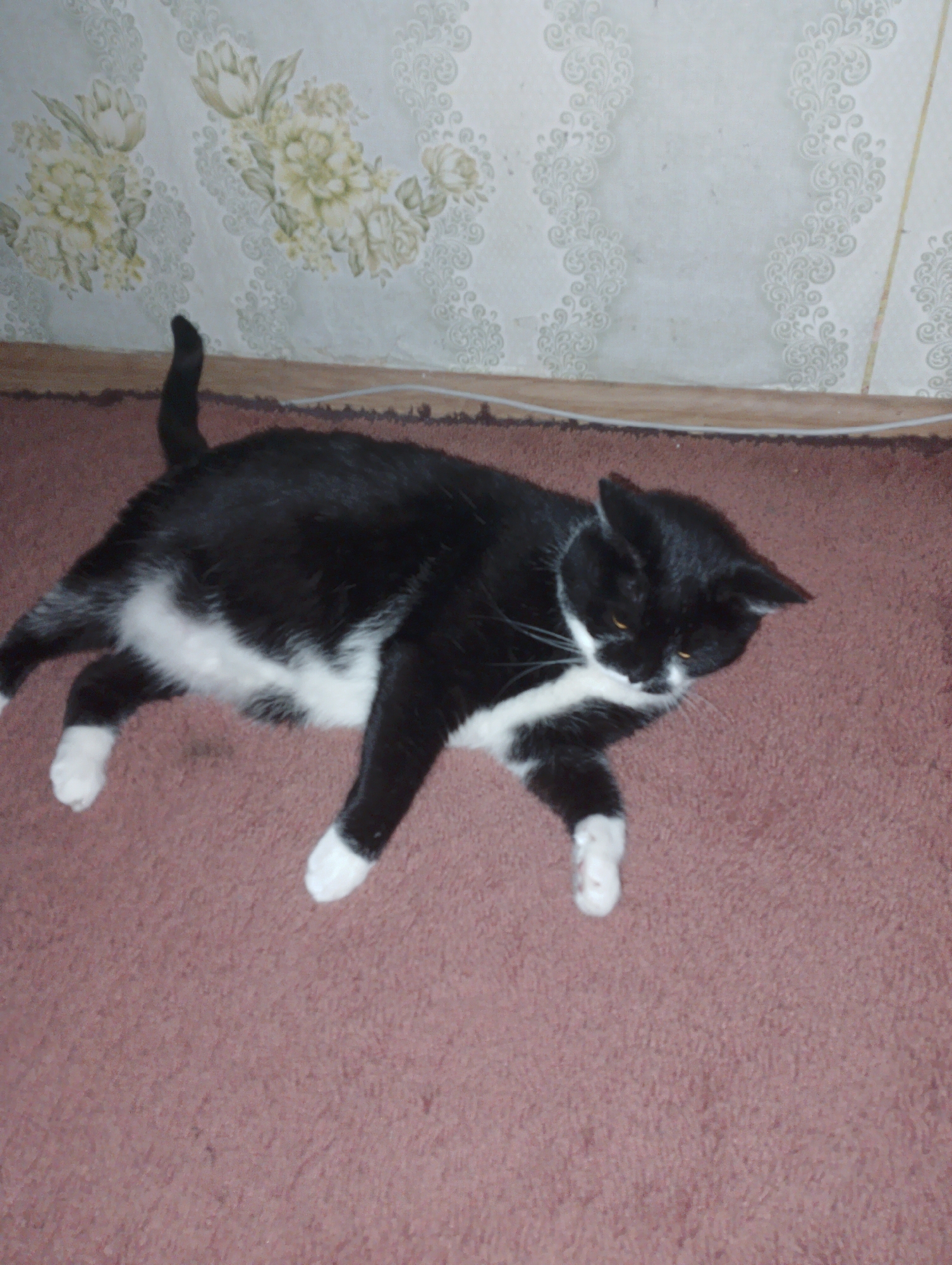 A black and white cat is lying on a textured reddish-brown carpet. The cat is facing to the right with its head turned slightly towards the viewer. Its eyes are open and appear to be yellow. The cat has white paws, a white chest and belly, and a white marking on its face extending from its nose to its chin. The background consists of a light-colored wall with a floral pattern and a wooden baseboard. A white cable runs along the baseboard. The scene is indoors and appears to be in an apartment or house.