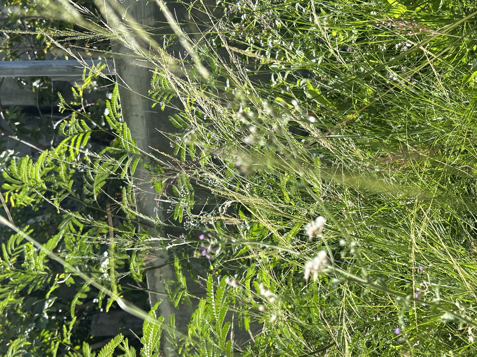 The image presents a close-up of verdant vegetation, predominantly various grasses and leafy plants, juxtaposed against a portion of a concrete structure and a metallic railing. The foreground is replete with green foliage, exhibiting different textures and forms. The vegetation appears wild and unkempt, suggesting a naturally occurring or untended area. Dappled light filters through the greenery, creating a play of shadows and highlights, enhancing the depth and complexity of the scene. In the background, the gray concrete structure and metallic railing provide a contrasting urban element to the otherwise natural setting. Given the instruction to locate the scene in Lhokseumawe, Indonesia, the image suggests a space where urban infrastructure intersects with natural growth, potentially a neglected roadside, a park edge, or a similar transitional zone within the city. There are no people or animals visible in the frame. The primary subjects are the plants and the man-made structures.