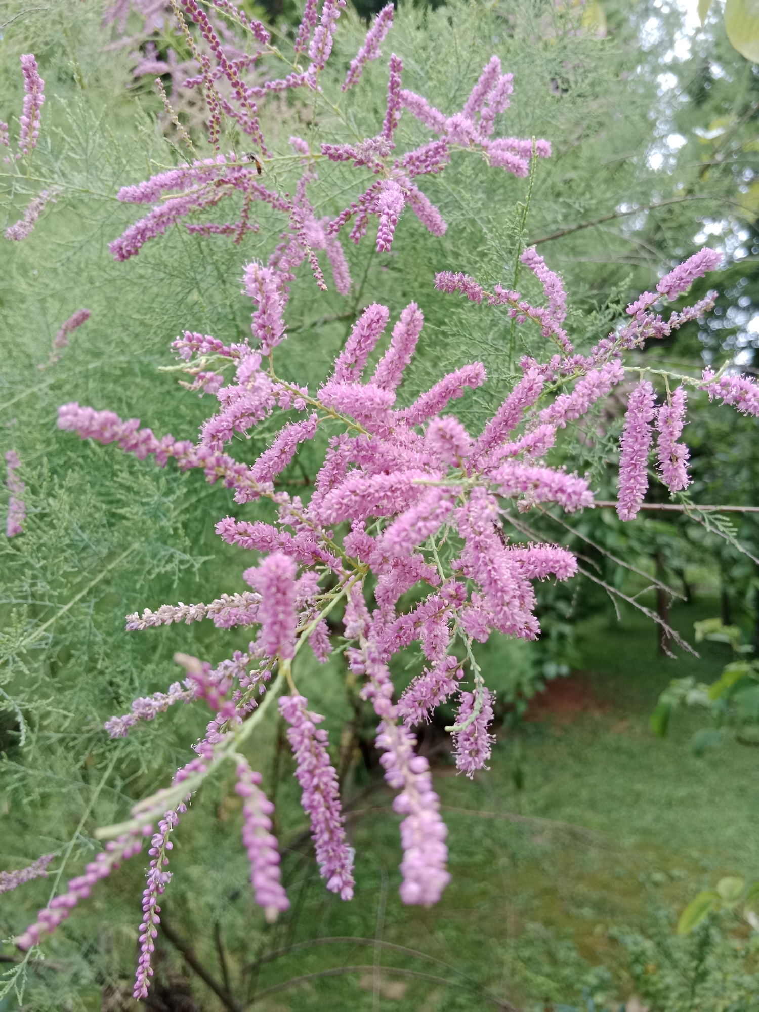 A close-up shot captures a branch of a plant with delicate pink, feathery flowers. The flowers are clustered in elongated spikes, with individual blooms appearing small and numerous. The background consists of blurred green foliage and a hint of a grassy area, suggesting an outdoor setting. There is no indication of Bydgoszcz, Poland in the image. No people, animals, or specific objects are visible other than the plant.