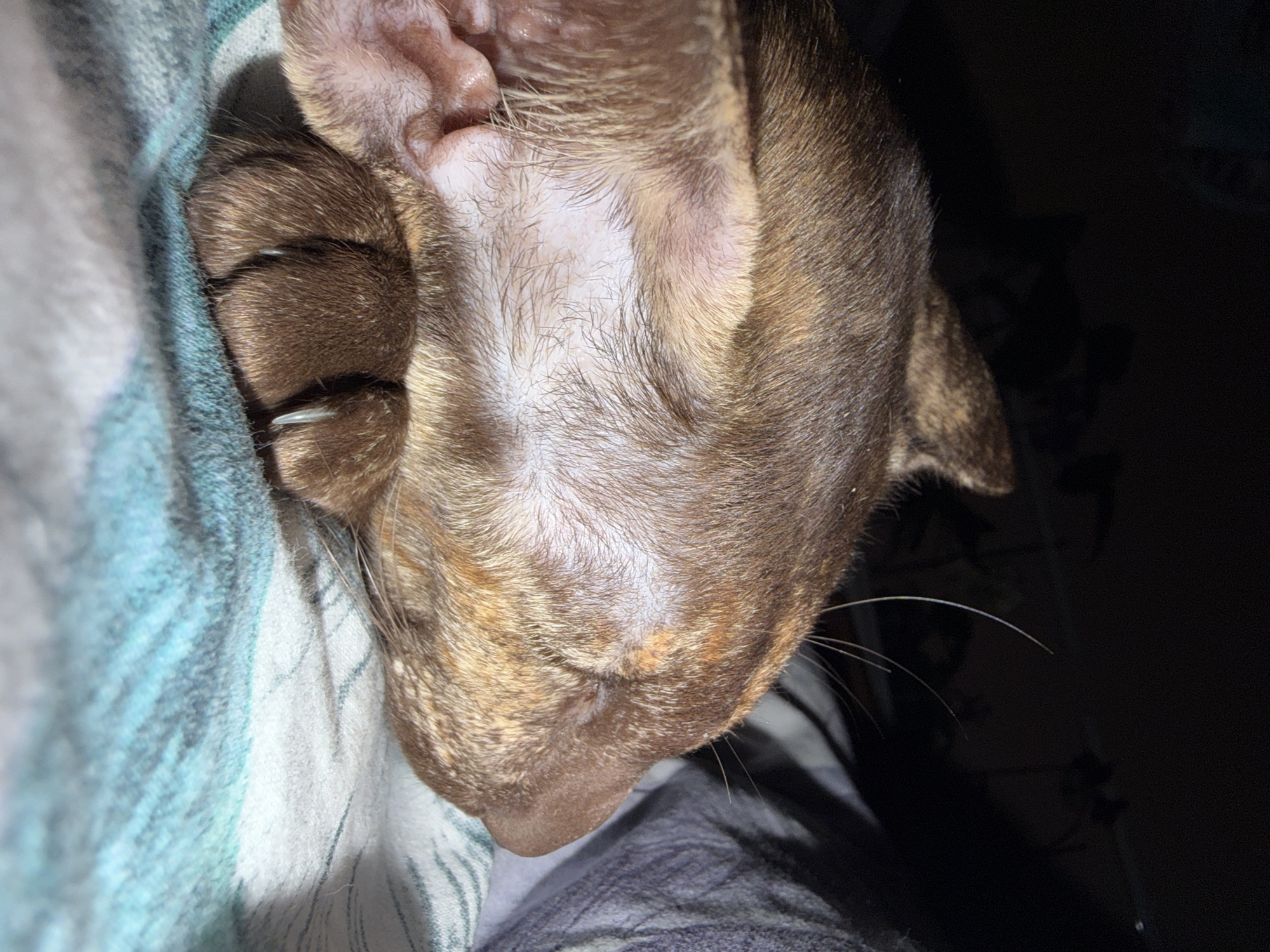 This close-up image, captured in Chaikovsky, Russia, features a brown-furred domestic animal, likely a cat or a small dog, resting. The animal is depicted snuggled deeply into a soft, striped blanket, which displays shades of blue, white, and grey, primarily on the left side of the frame.
The animal's head is visible from a high angle, turned slightly towards the right. Its fur is a warm brown, with distinct lighter, almost tawny highlights and darker banding, giving it a somewhat brindle appearance. A notable detail is the patch of sparse, light-colored fur on its forehead and between its ears, revealing pale skin underneath. One ear, with a delicate pink interior, is partially visible at the top left. A paw, with faint white claws peeking out, is tucked near its face, emphasizing its relaxed posture. Several long, thin whiskers extend from the side of its muzzle into the darker background.
The lighting is dim, suggesting an indoor setting with low light, possibly evening or nighttime. The animal appears to be sleeping or in a deep state of rest, conveying an emotion of peaceful contentment. A darker, indistinct fabric or surface is visible in the background and at the bottom right. There is no visible text in the image.