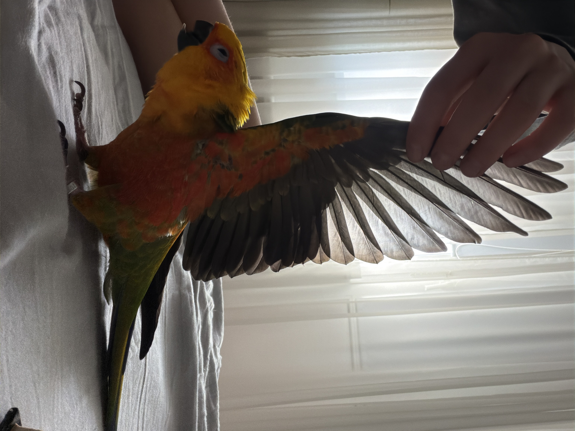 The scene depicts an indoor environment, specifically identified as being in Khimki, Russia. A vibrant Sun Conure parrot (Aratinga solstitialis) stands on a white, rumpled surface, likely a bed or bedding. The parrot's head is predominantly bright yellow, transitioning to orange and red on its chest and upper back, and green on its lower body and tail. Its dark beak is slightly open. Its left wing is fully extended upwards, revealing dark primary and secondary flight feathers that are translucent and backlit. A light-skinned human hand, partially silhouetted, is positioned above the parrot's extended wing, appearing to gently support or hold it. The human's wrist shows a grey sleeve. The background consists of white, sheer curtains, indicating a window providing bright, diffuse natural light that backlights the scene and subjects. The lighting creates a silhouette effect on the hand and the translucent feathers. The parrot's dark claws are visible gripping the white surface.