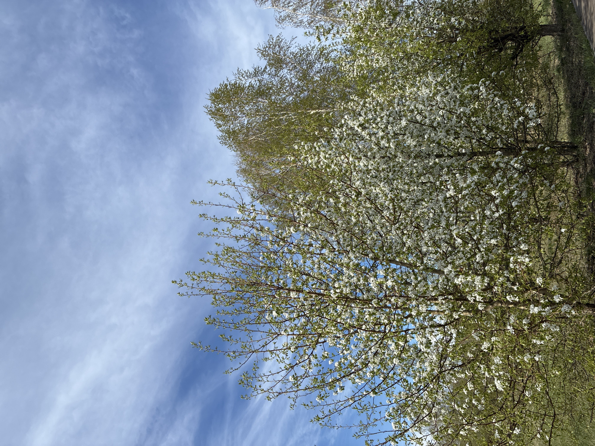 The image captures a clear blue sky streaked with cirrus clouds, partially obscured by the canopies of trees. The tree on the right is covered in white blossoms, suggesting a spring scene, while the tree on the left displays emerging green leaves. A small segment of ground, covered with grass, is visible along the top right of the image. The location of the scene and the city it is in cannot be determined from the provided image.