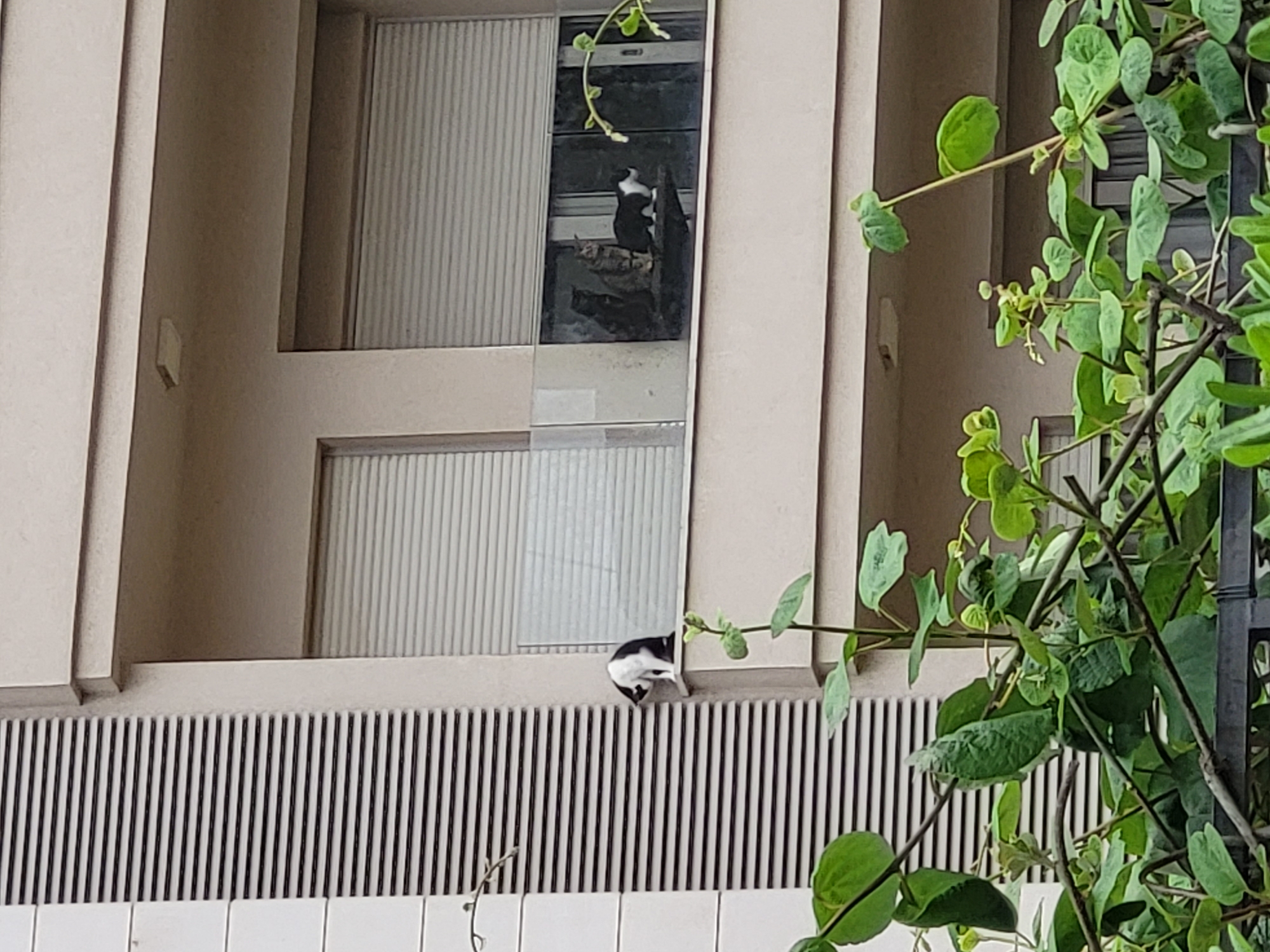 The image displays a modern building facade in Budva, Montenegro, with beige walls and prominent windows. The windows feature vertical blinds or shutters, suggesting a residential or commercial building. On the upper floor, a small black and white bird is perched inside a window, seemingly on a structure or ledge, looking out. Directly below, another black and white bird is situated on a narrow, light-colored ledge, appearing to be looking down. The lower section of the building features a white slatted or grated structure above a white tiled surface. Green foliage, possibly a climbing vine, grows on the right side of the frame, partially obscuring the building and creating a natural border. The scene is captured in natural daylight, indicating it is daytime. No specific weather conditions are discernible, and there is no visible text in the image.