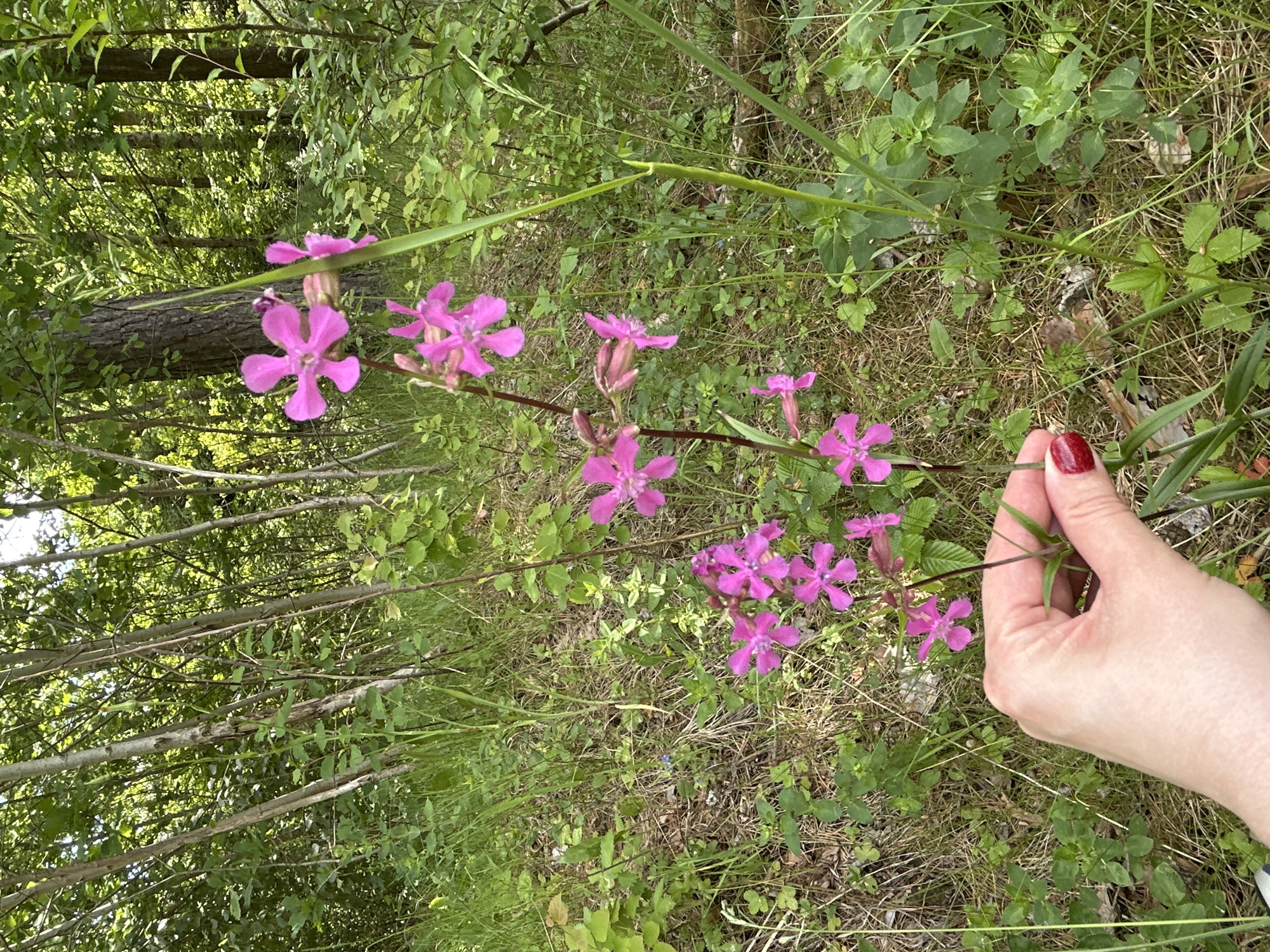 A partially visible human hand, featuring a polished red fingernail on the thumb, grips the slender, reddish-brown stem of a flowering plant. The plant exhibits multiple vibrant pink flowers, each characterized by five deeply notched petals, along with several unopen buds. The immediate ground surface is composed of a blend of dried grass, leaf litter, and various green herbaceous plants. The background reveals a dense forest environment, displaying numerous vertical tree trunks of varying widths and a thick canopy of green foliage, indicating natural daylight. The scene is situated in a wooded area of Lubiszewo Tczewskie, Poland.