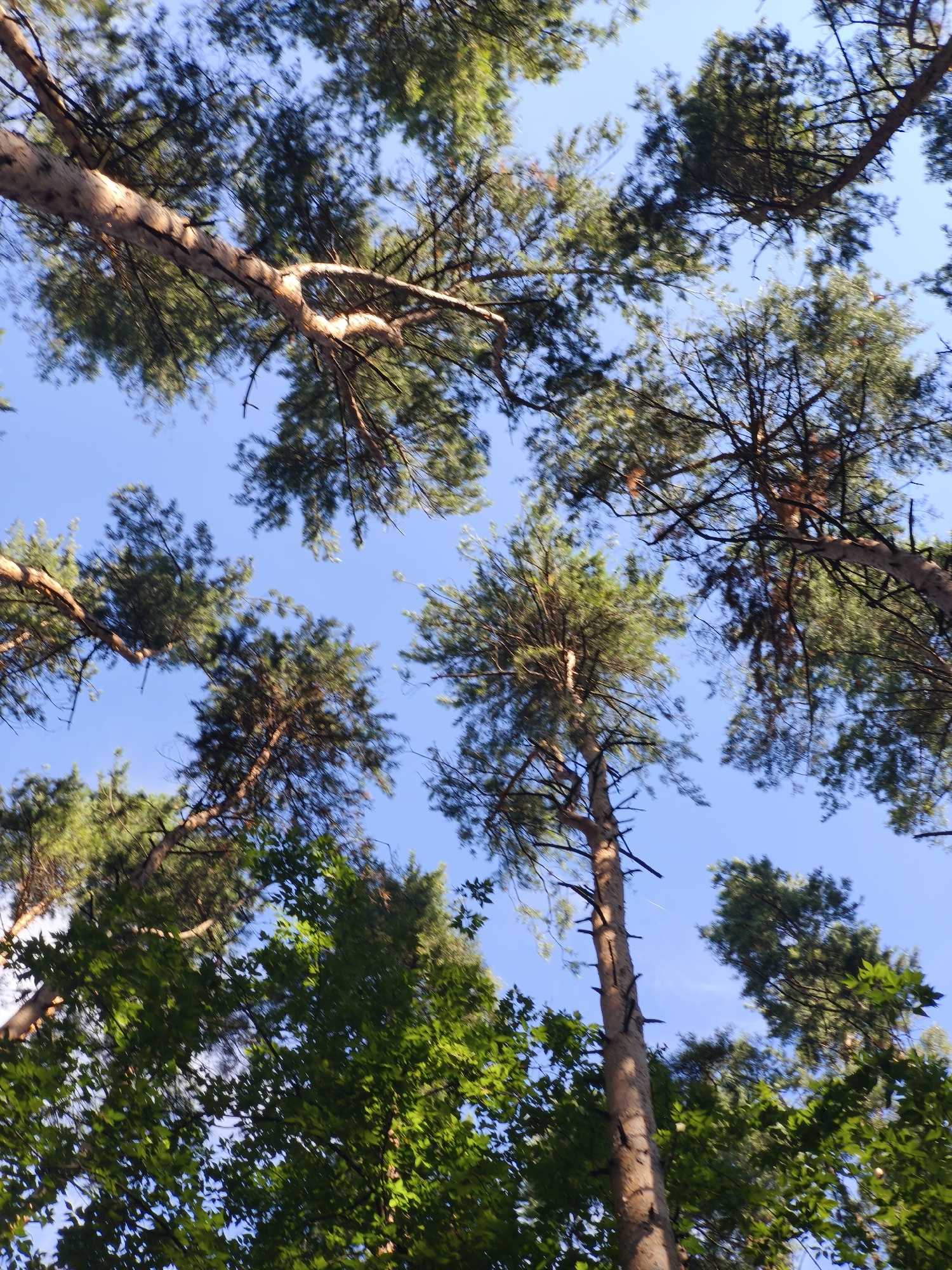 This is a low-angle, full shot photograph of trees against a clear blue sky. The trees are predominantly pine trees with some deciduous trees interspersed. The pine trees are tall and slender with rough, light brown bark and green needles. Some of the pine branches are thick and extend horizontally, while others are thinner and more sparse. The deciduous trees have lush green leaves and are positioned in the lower part of the frame. The sky is a uniform light blue with no clouds visible. The lighting suggests it is daytime, with sunlight illuminating the upper parts of the trees and branches. There are no people or man-made objects visible in the frame. The scene appears to be a forest or park. Without additional information, the specific location within Moscow, Russia cannot be determined.