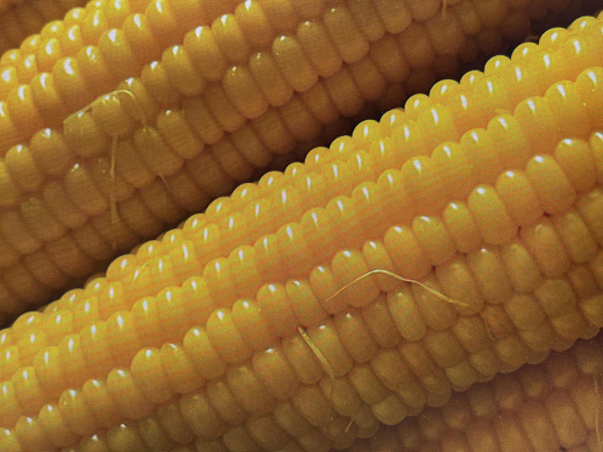 The image shows several ears of corn, stacked closely together. The corn kernels are bright yellow with white highlights. A few strands of silk are visible on one of the ears of corn. There is no indication of location in Poltava, Ukraine or of any people or actions in the image.
