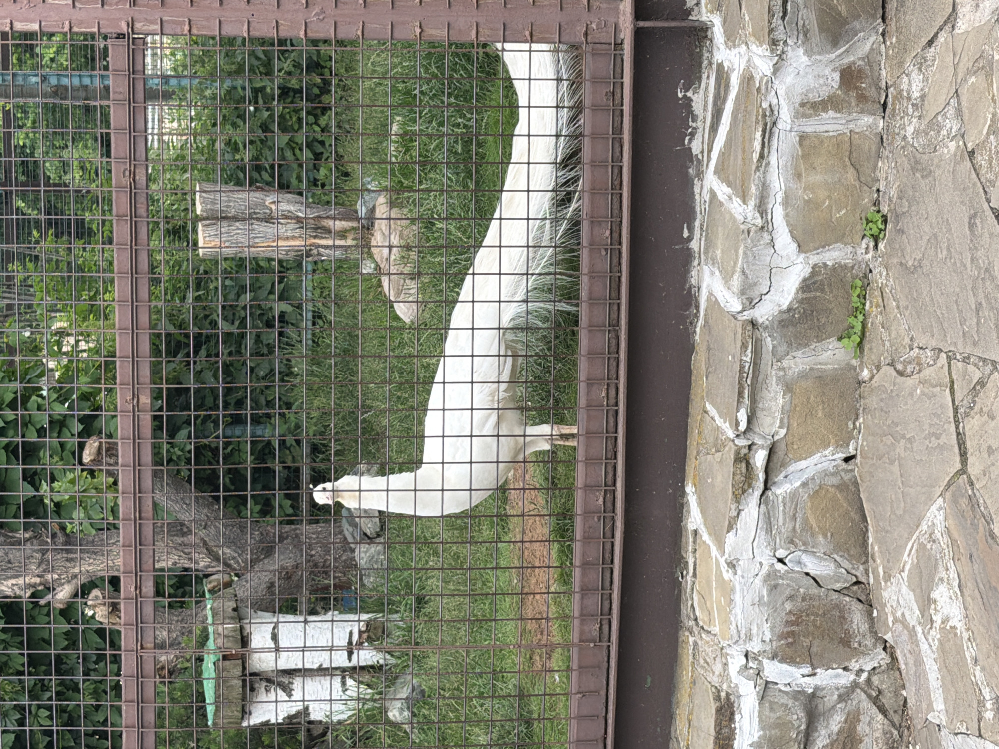 An albino peacock stands behind a metal fence in a zoo enclosure. The peacock is white with a long, flowing tail. In the background, there are trees, grass, and a wooden structure. The enclosure is surrounded by a stone wall. The scene appears to be in a zoo, likely in Izhevsk, Russia, given the provided context.