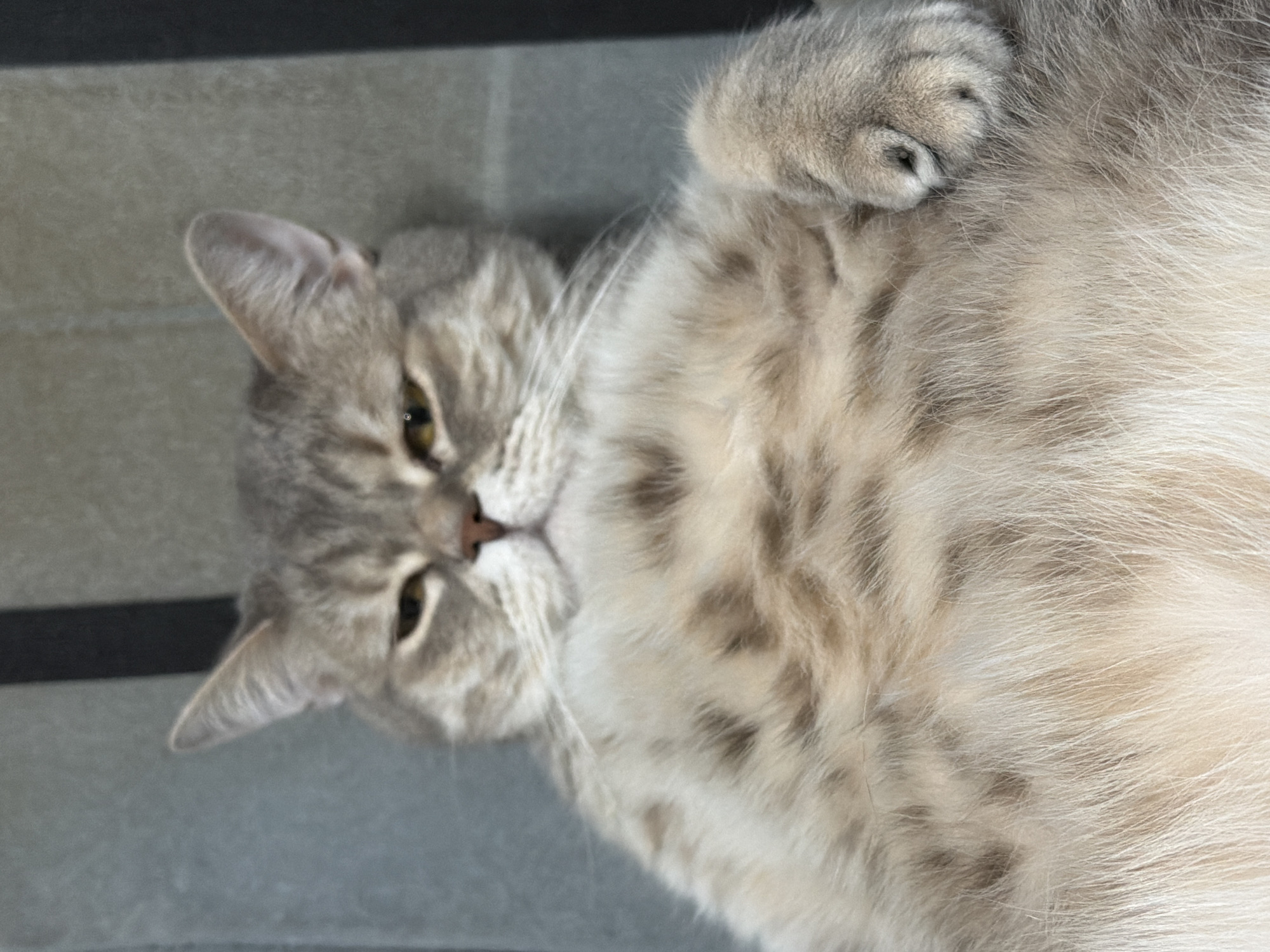 A gray tabby cat is lying on its back on a gray surface with a black stripe in the background. The cat is facing the left of the frame with its head tilted. Its right paw is curled up near its belly.